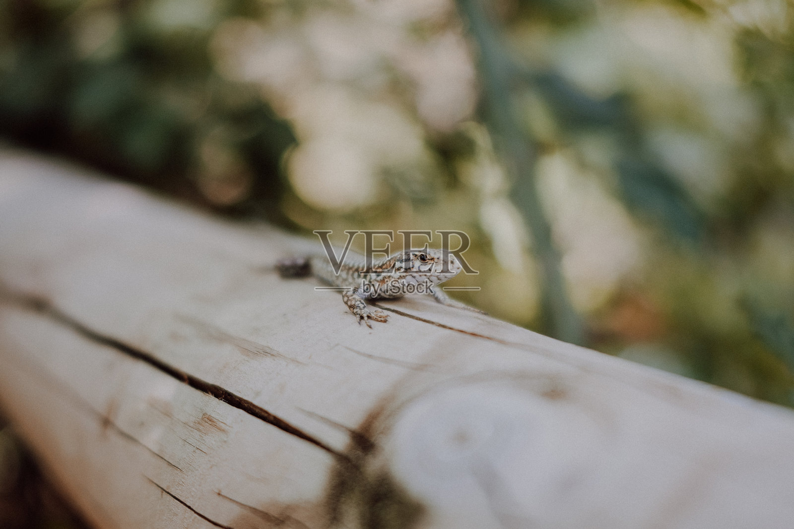 木头上的昆虫特写照片摄影图片