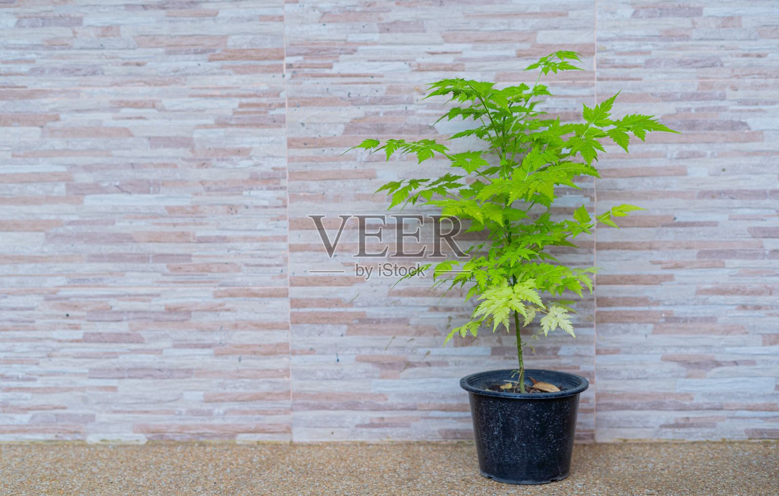 盆栽植物靠在瓷砖墙上。照片摄影图片