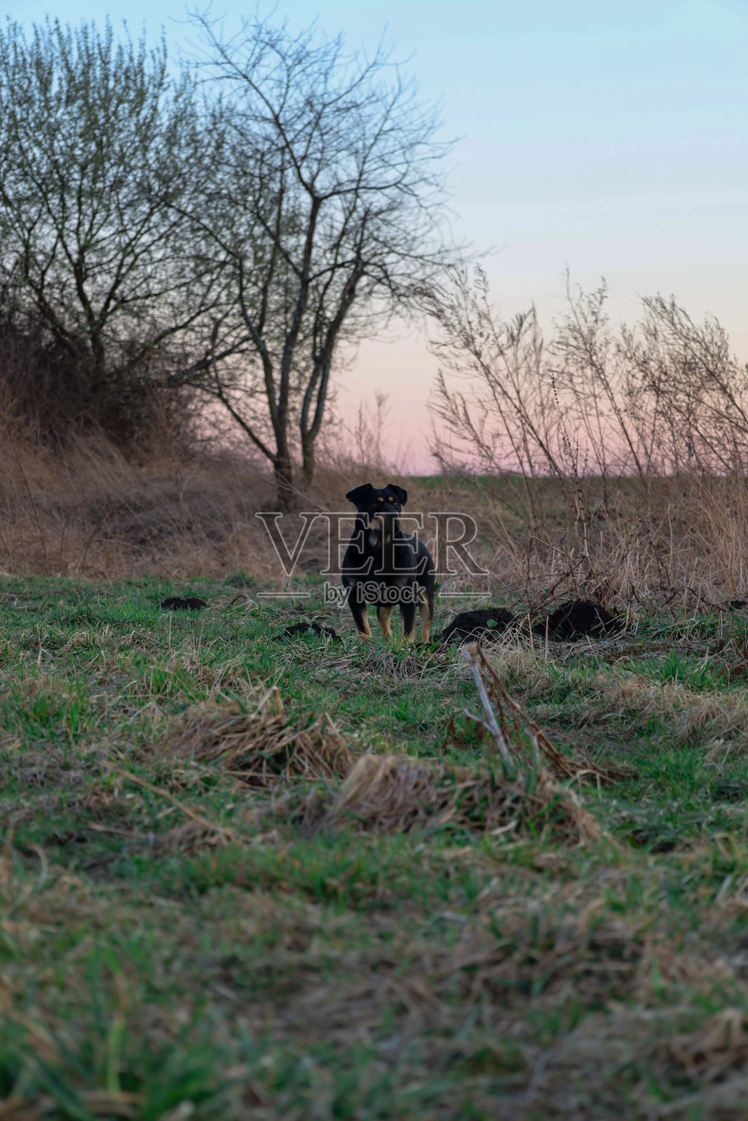 这张照片描绘了一只在日落时分站在田野里的狗。这只狗有深色，几乎是黑色的毛发，直立着，正看着镜头。照片摄影图片