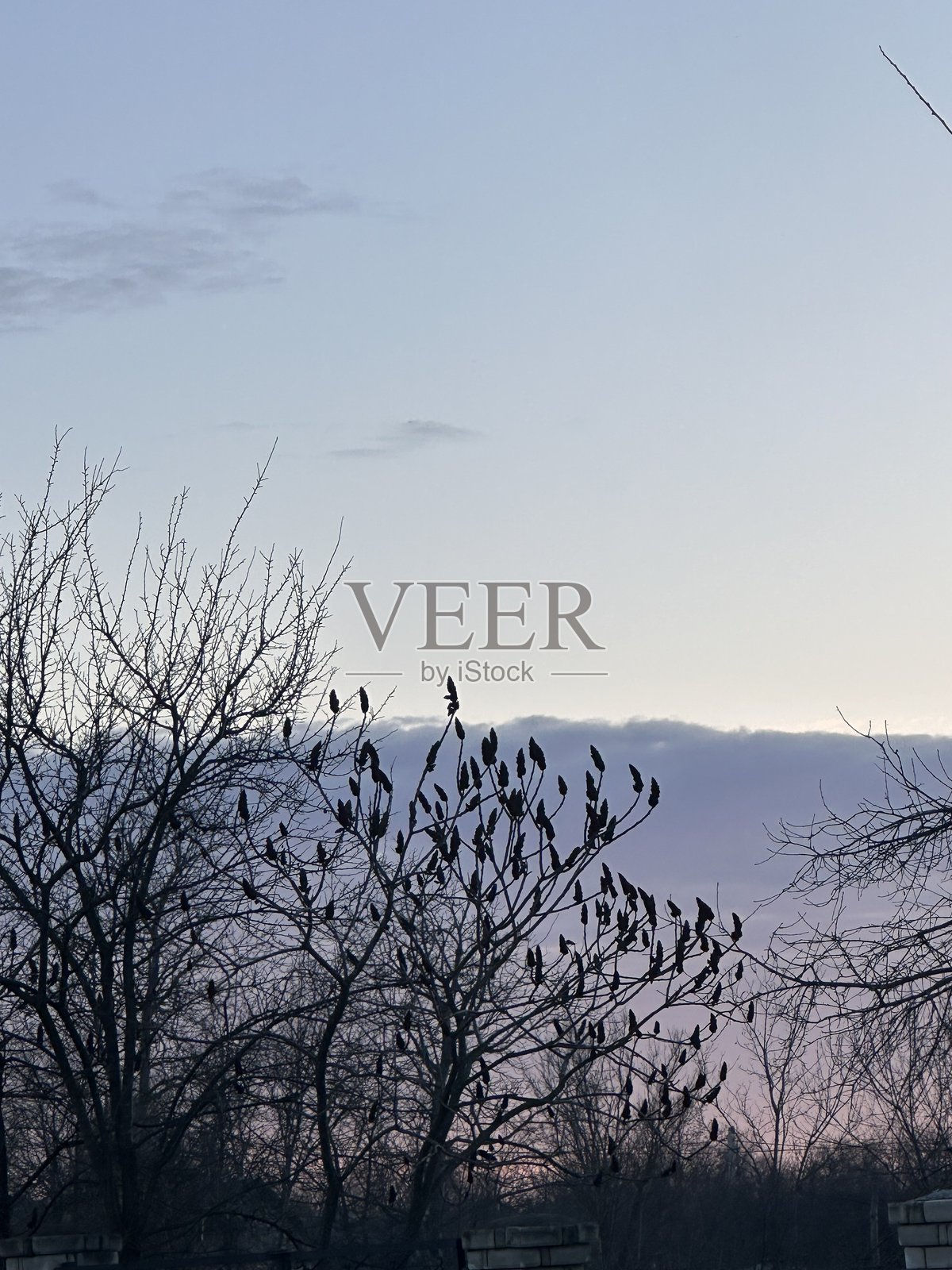 黄昏时分，剪影般的鸟儿栖息在光秃的冬季树木上照片摄影图片