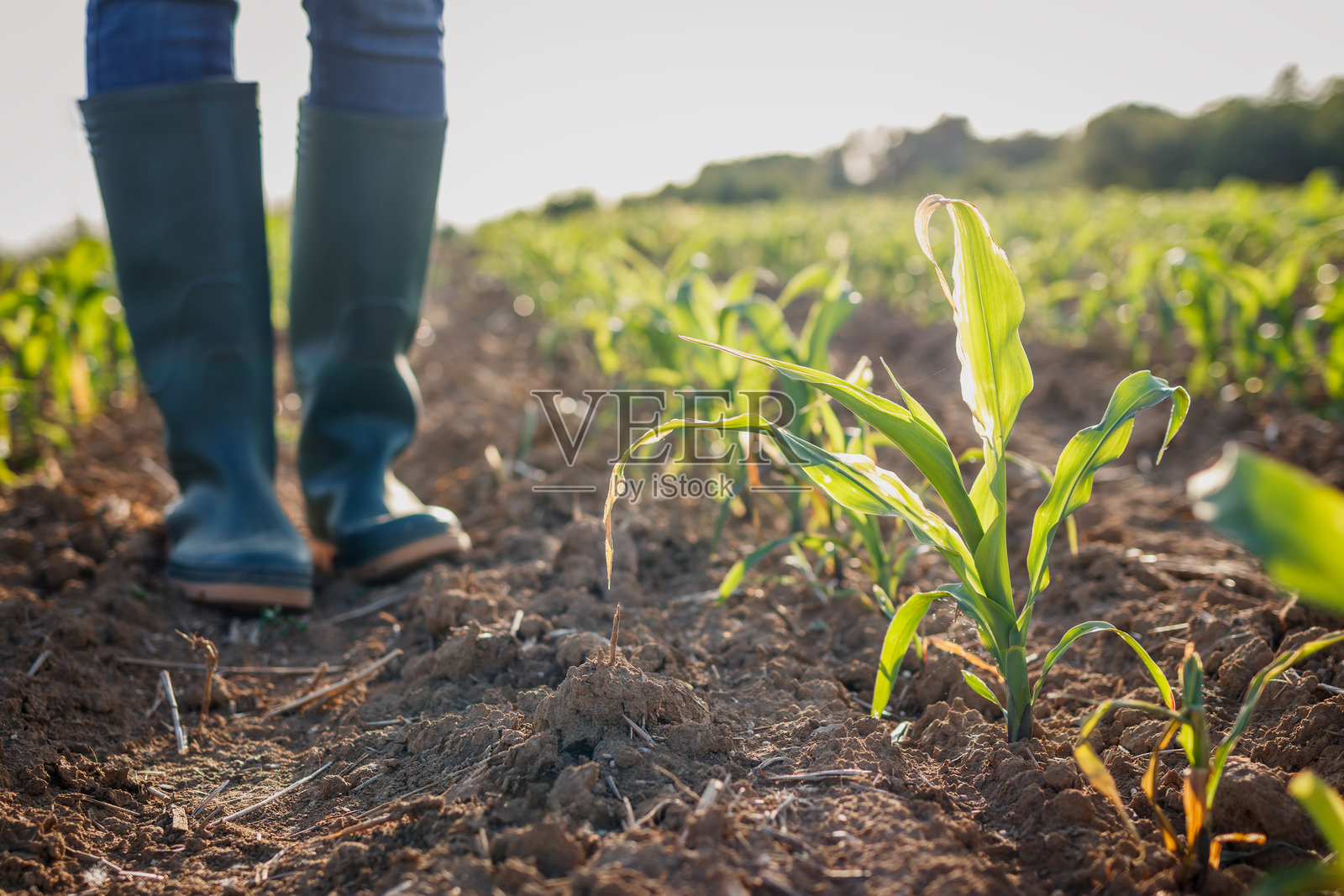 农业田地中玉米植物的生长照片摄影图片