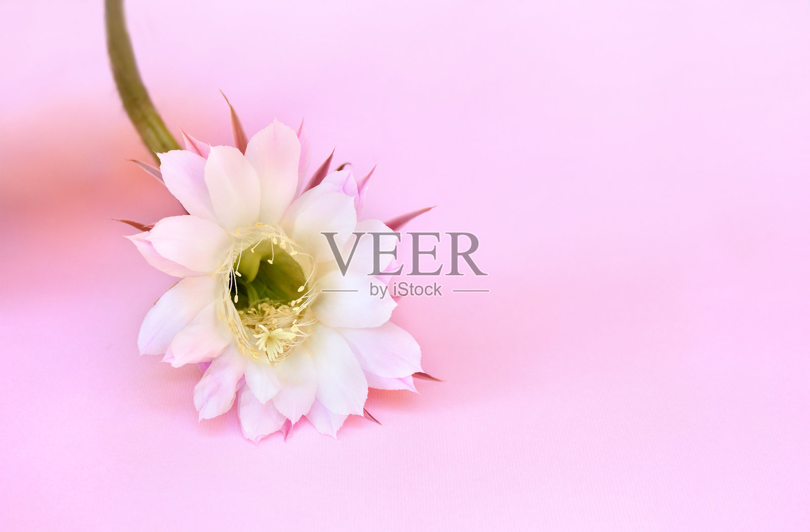 白色花朵的仙人掌（刺猬仙人掌、海胆仙人掌或复活节百合仙人掌）放在粉色纸上，留有空白供文字使用照片摄影图片