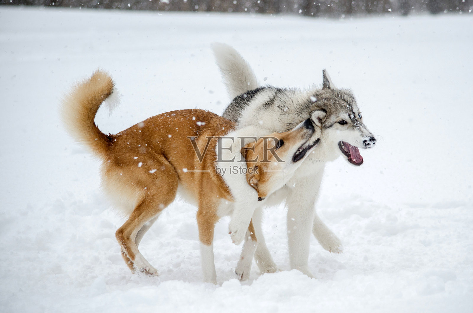 哈士奇在雪地中相拥照片摄影图片