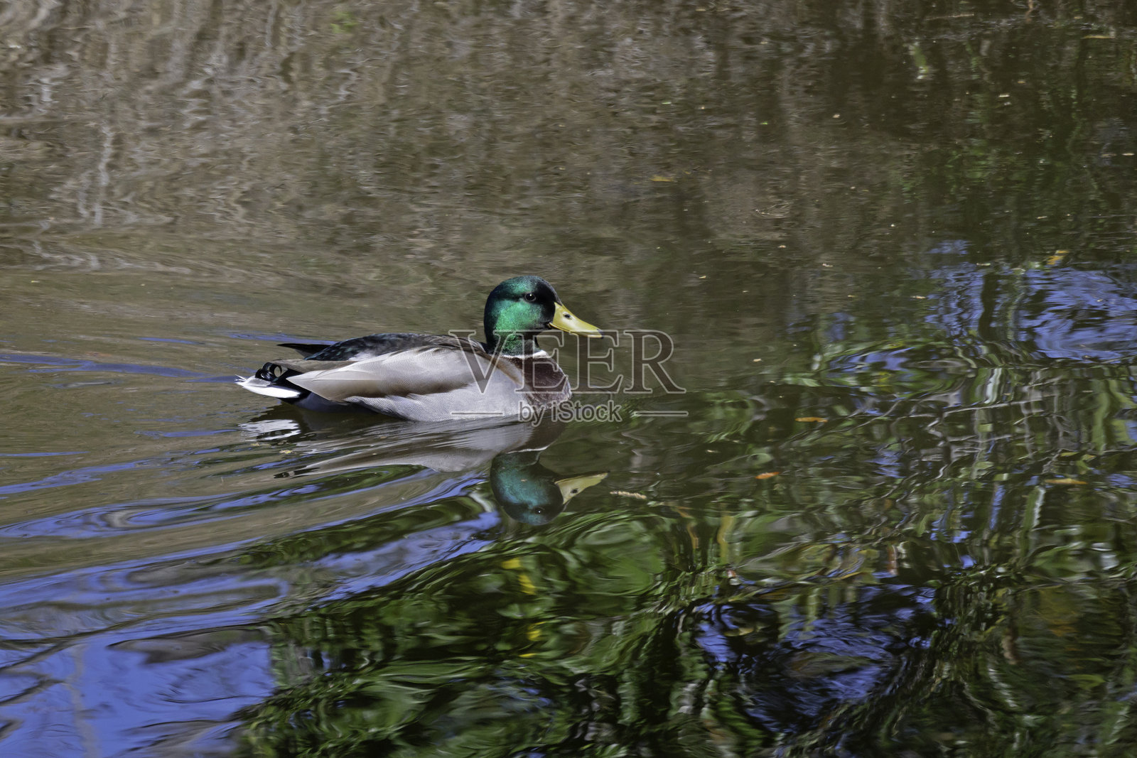 绿头鸭照片摄影图片