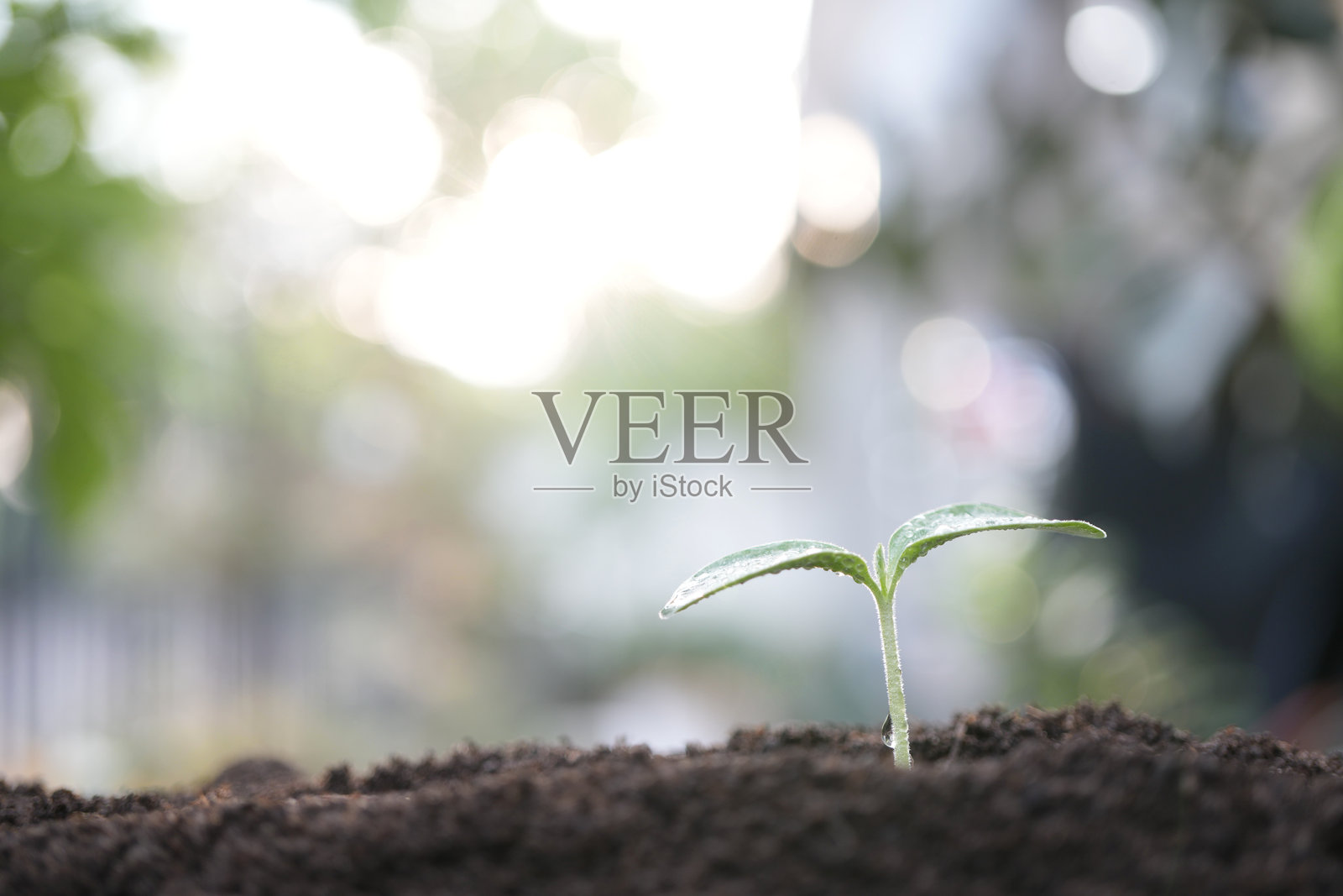 小蔬菜芽的特写镜头，带有水滴照片摄影图片