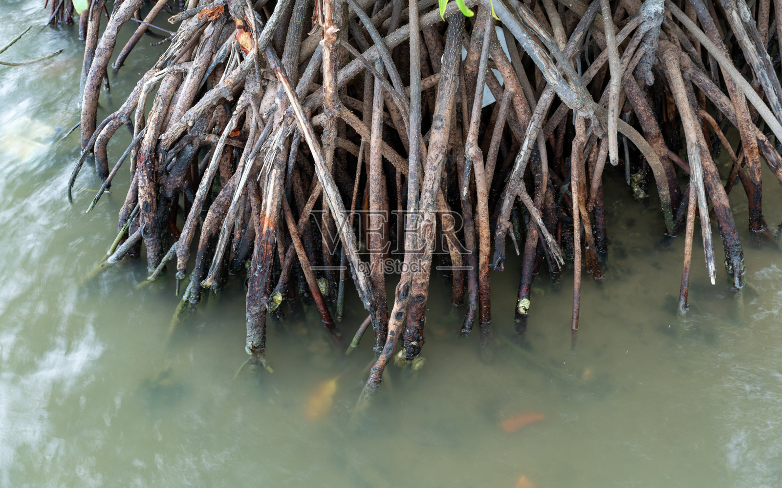 部分淹没在浅水中的交错红树林根部特写。照片摄影图片