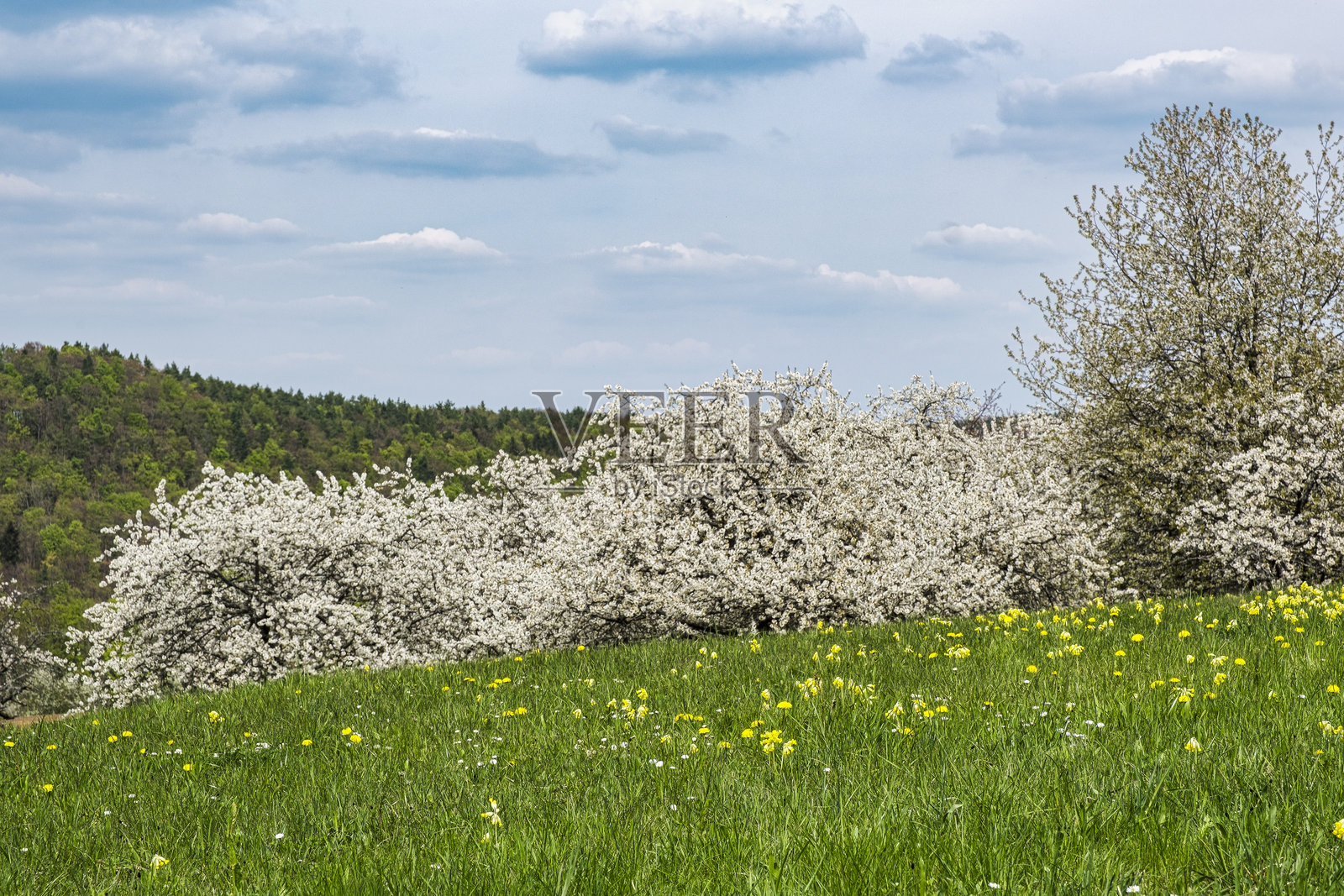 法兰克尼亚的樱花照片摄影图片