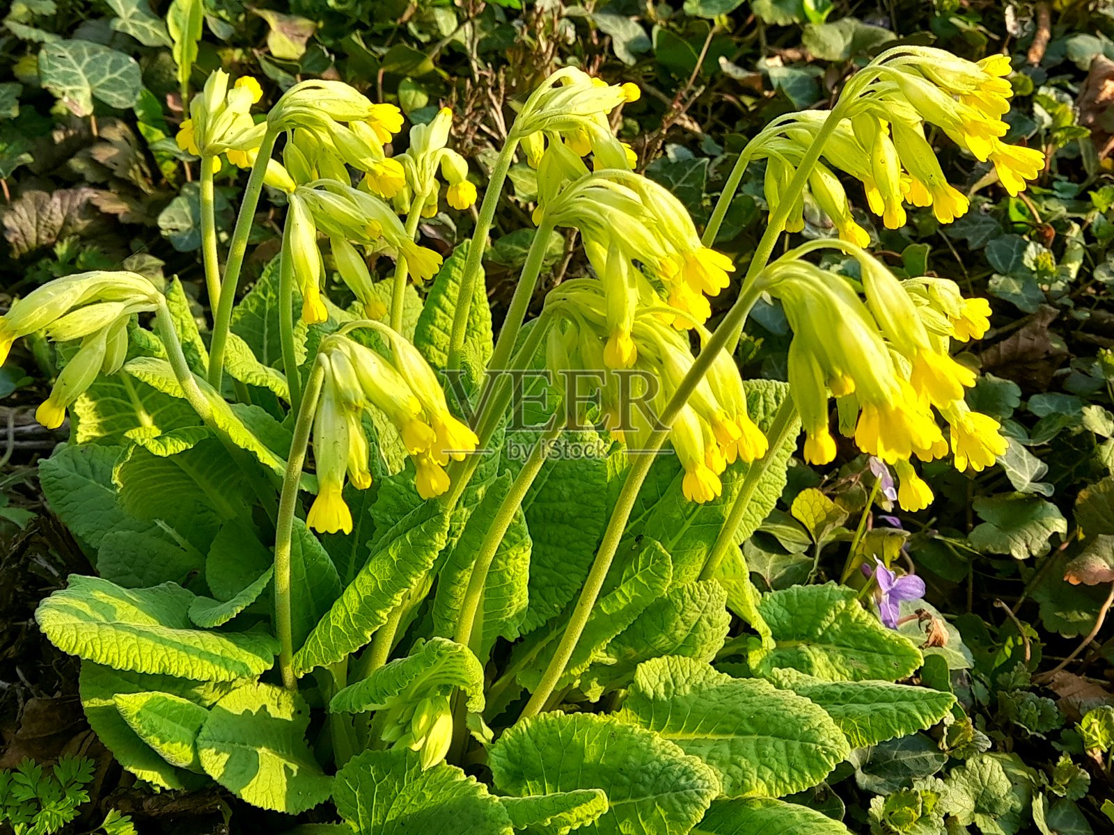 自然中的黄色报春花特写照片摄影图片