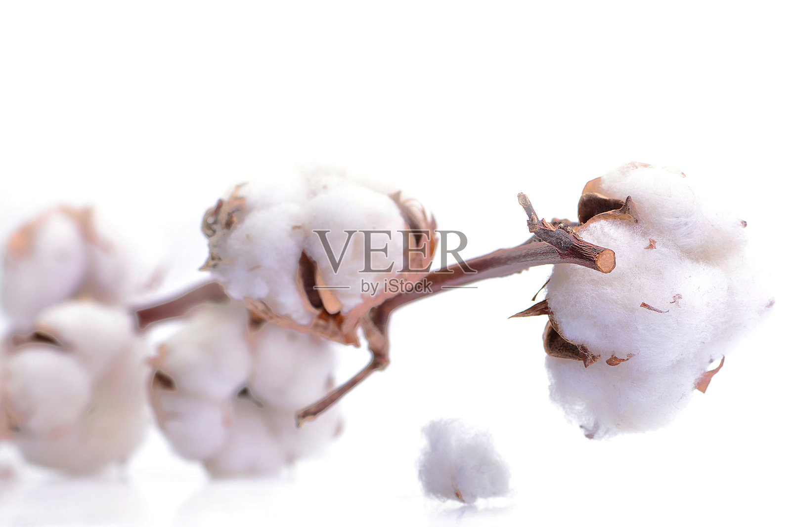 白色背景上的棉花照片摄影图片