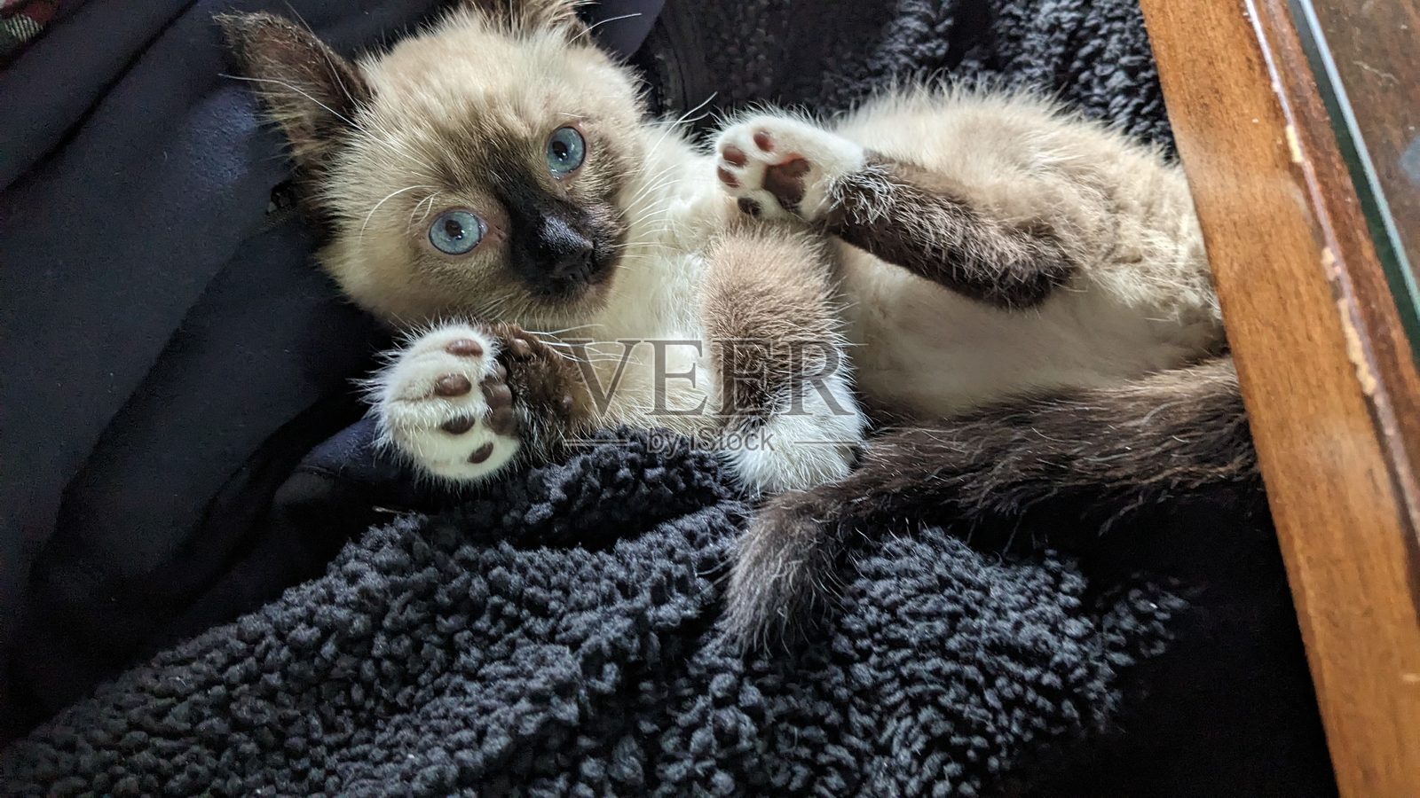 暹罗小猫躺着照片摄影图片