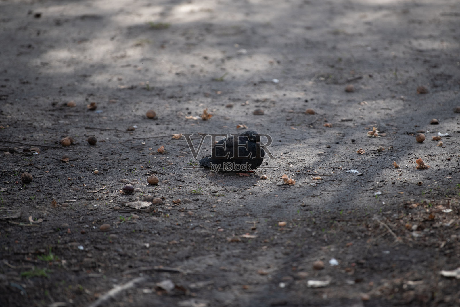 一只小黑鸟静静地坐在泥土小路上，周围散落着坚果和树枝。柔和的下午阳光为这一自然时刻营造了宁静的氛围。照片摄影图片