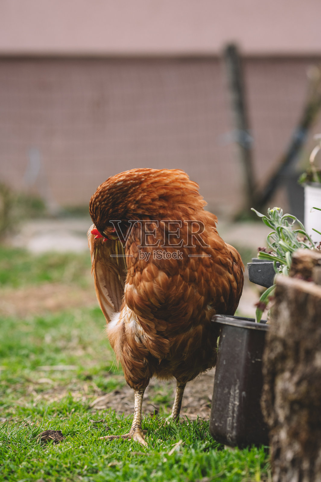 绿色农场环境中的散养母鸡照片摄影图片