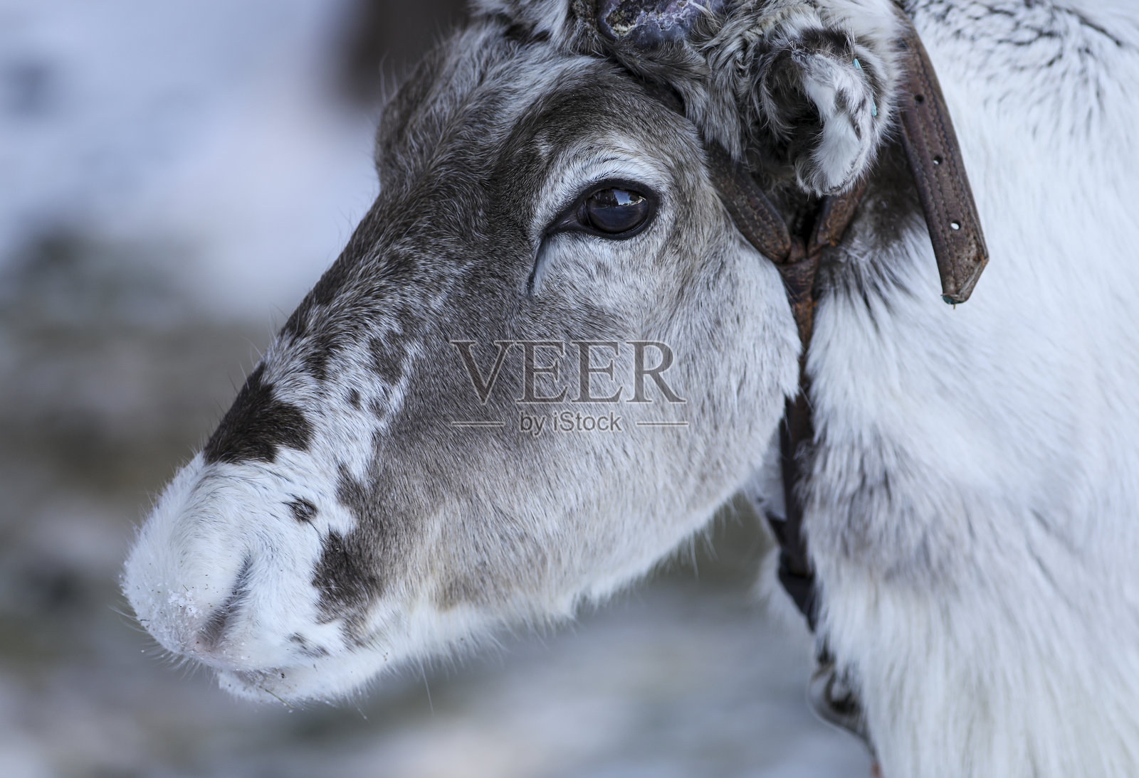 在驯鹿农场的美好时光照片摄影图片