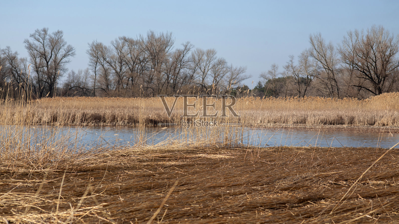 水中的芦苇，特写镜头聚焦在湿润的蜗牛和水滴上照片摄影图片