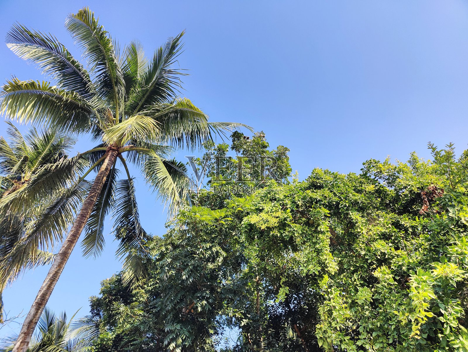 大型热带绿树，荒废的棕榈树枝与蓝天相映。绿叶与蓝天相衬，自然风光。照片摄影图片