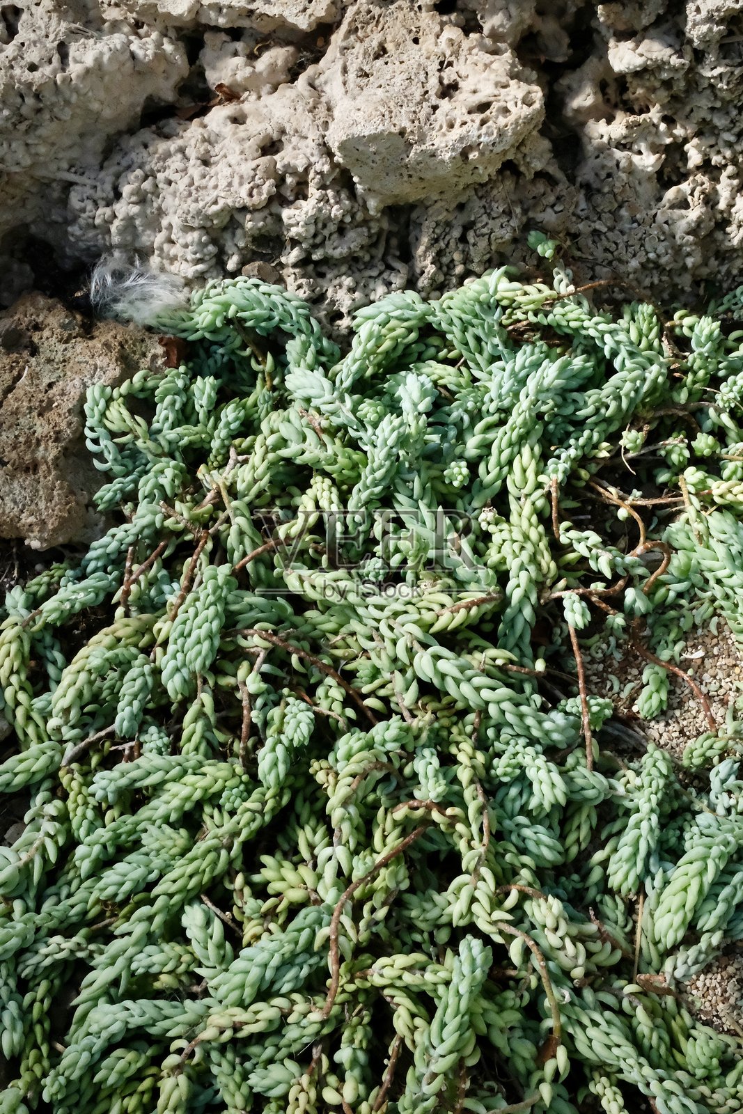 摩根石莲花细节（美国）照片摄影图片