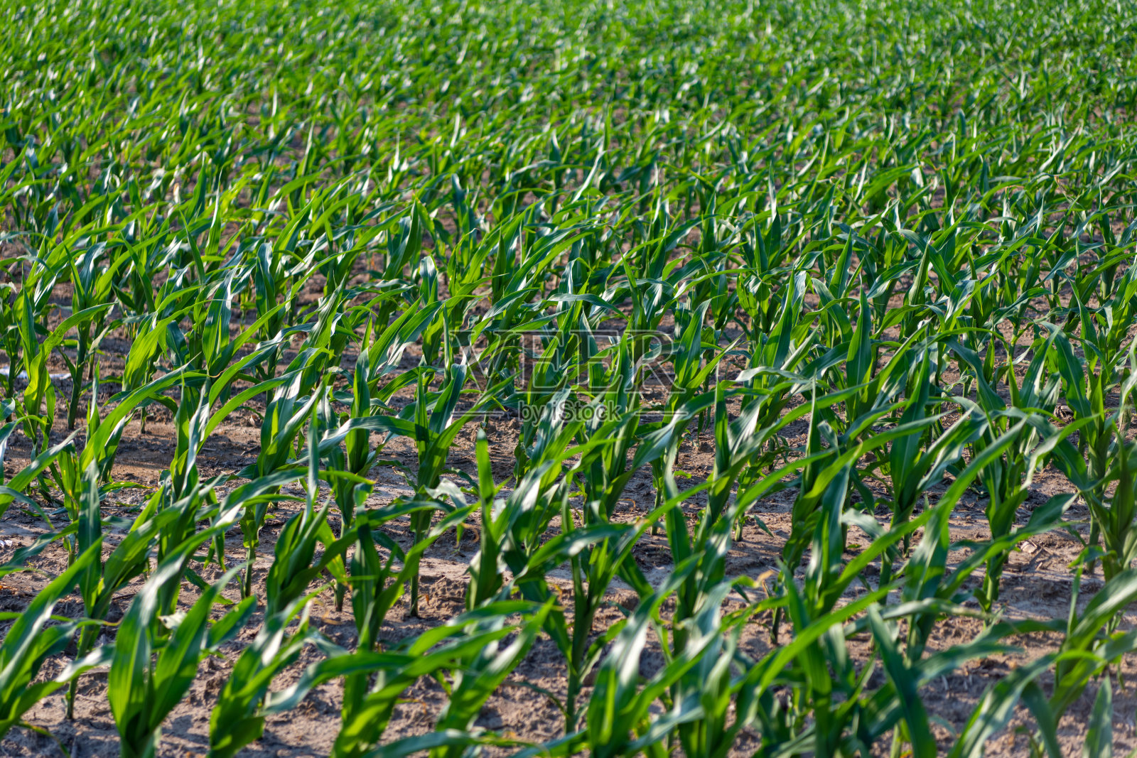 农业与耕作。农业农田中的绿色作物植物。收获与农业。农场的作物种植。收获的田野。玉米作物的收获田。有机作物。照片摄影图片
