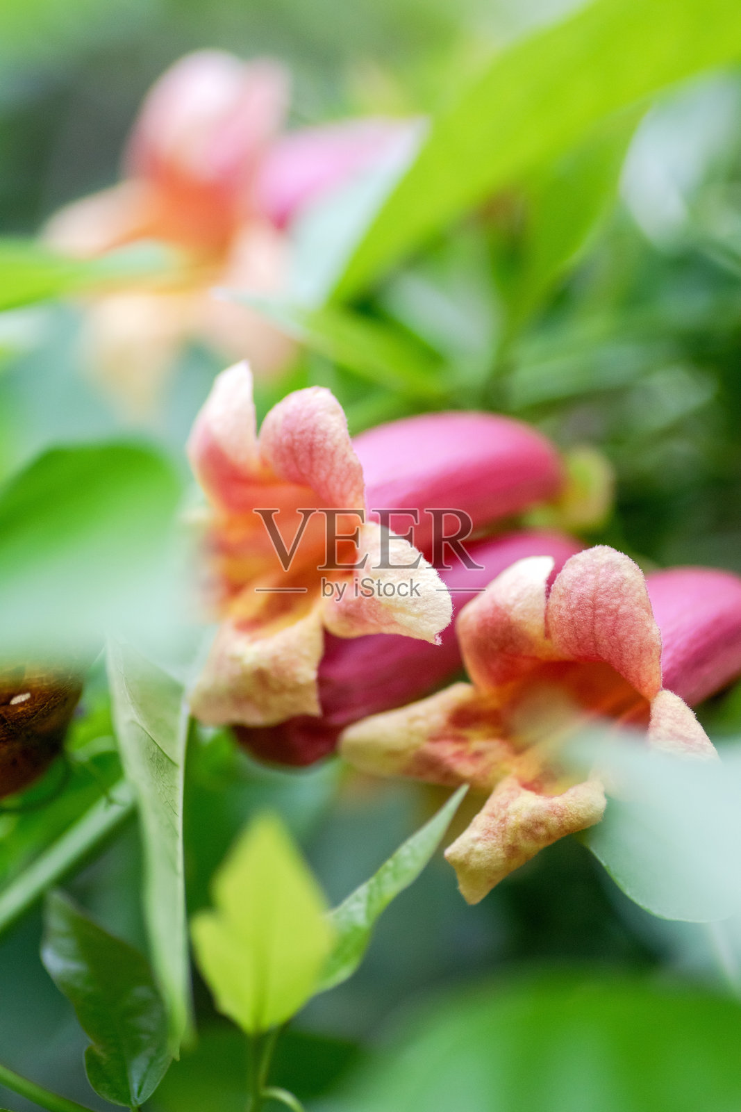 德克萨斯州本土交叉藤在春季盛开照片摄影图片