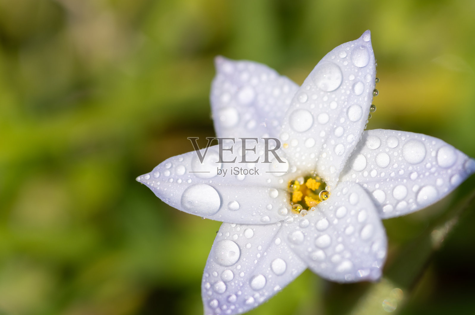 被雨水打湿的白色花朵照片摄影图片