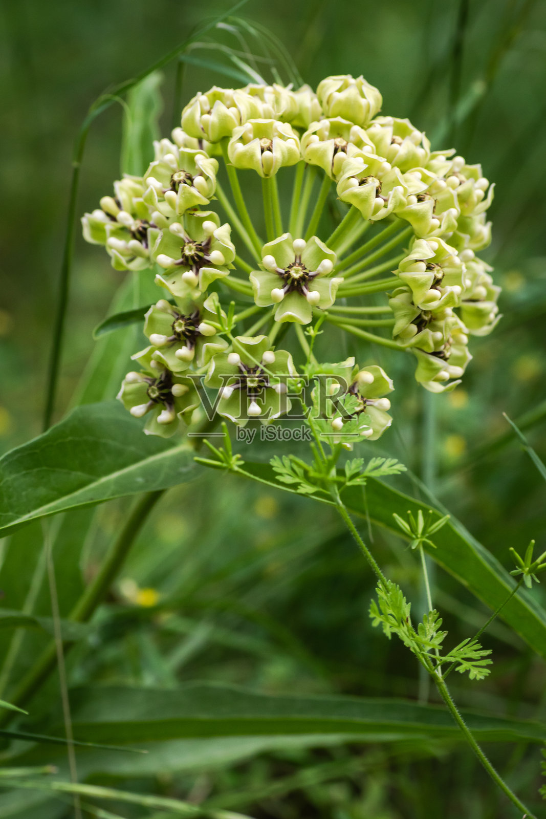 德克萨斯州奥斯汀地区晚春盛开的本土野花照片摄影图片