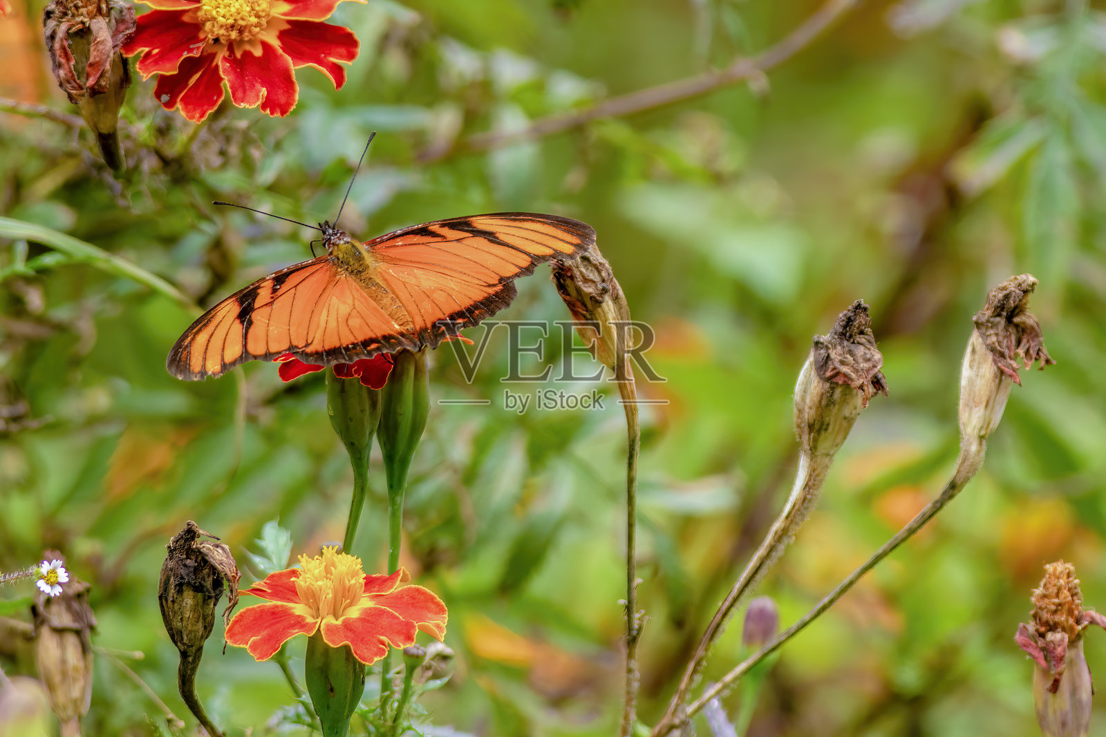 一只美丽的朱诺银斑蝶在早晨采蜜金盏花。照片摄影图片