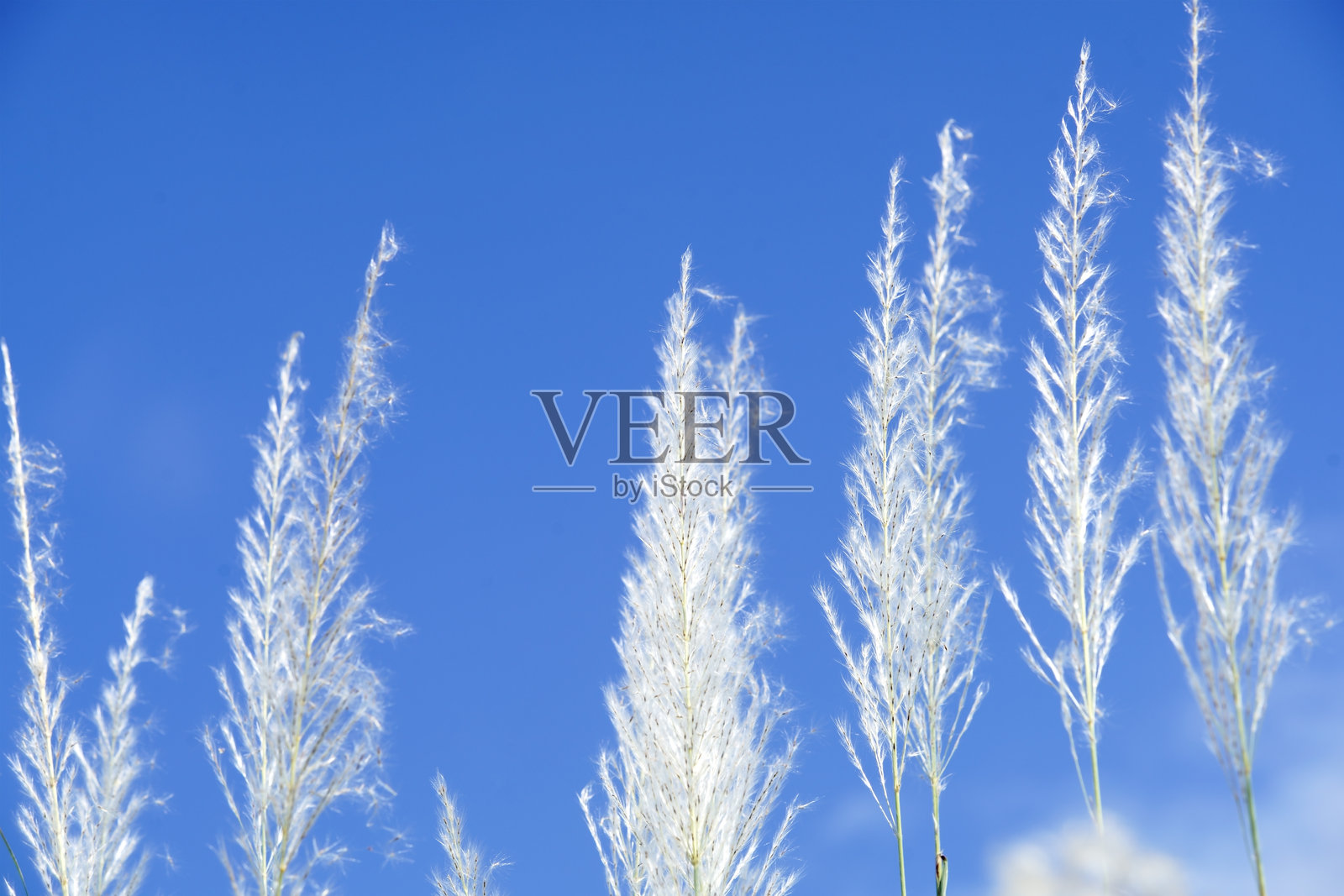 自然环境中细腻的白色草丛与明亮的蓝天相映成趣照片摄影图片