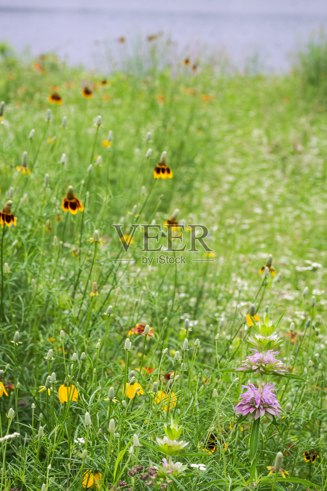 德克萨斯州奥斯汀的晚春初夏野花照片摄影图片