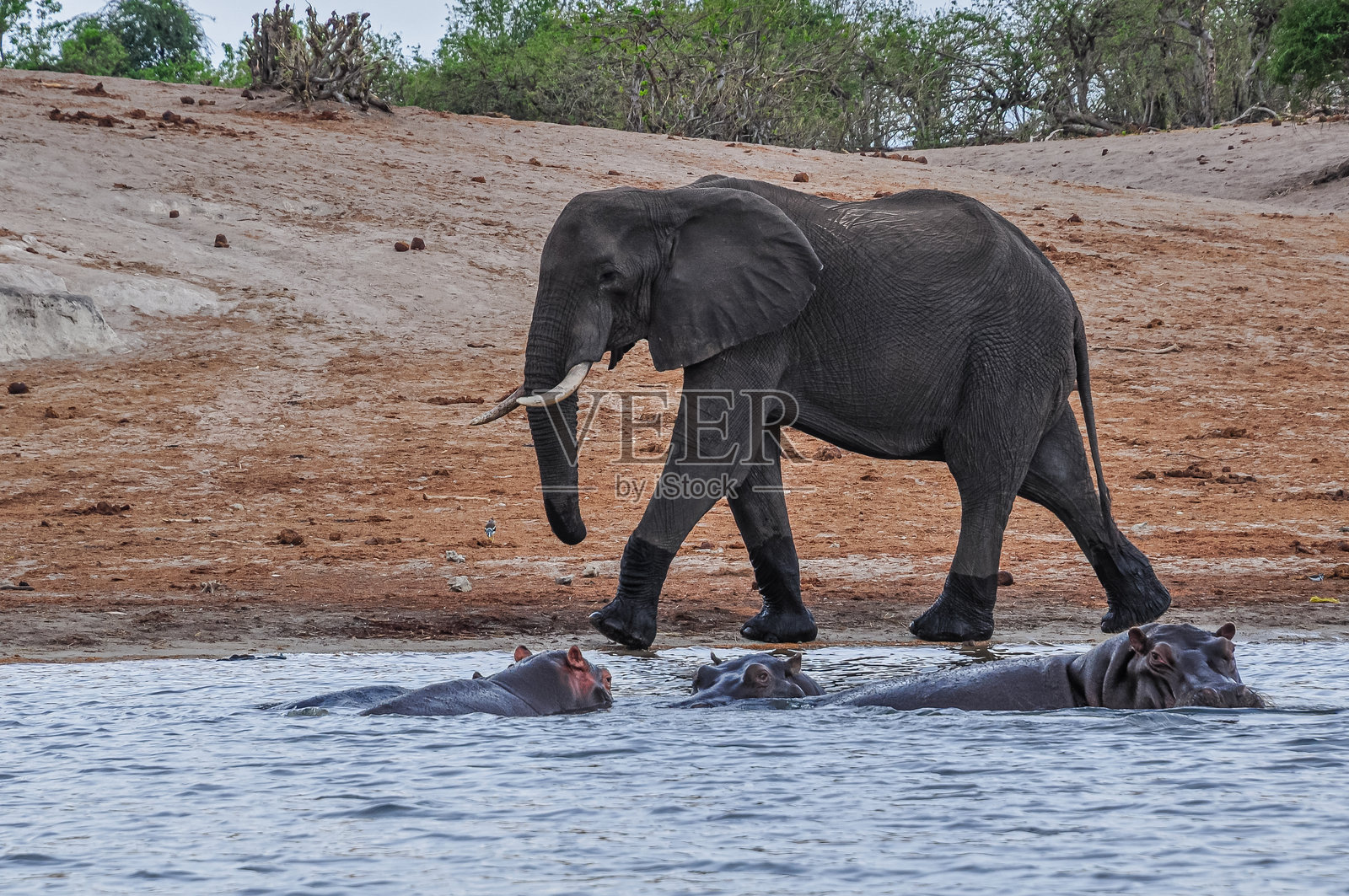 一头大象和河马在水边。照片摄影图片