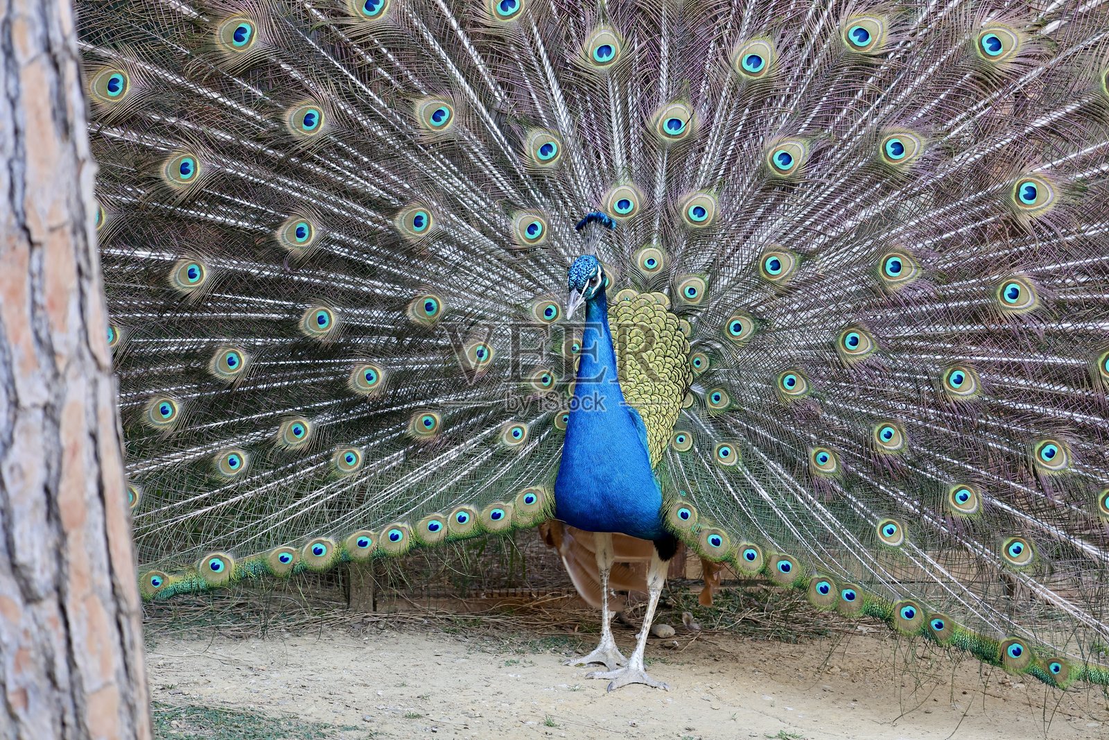 孔雀展开羽毛照片摄影图片