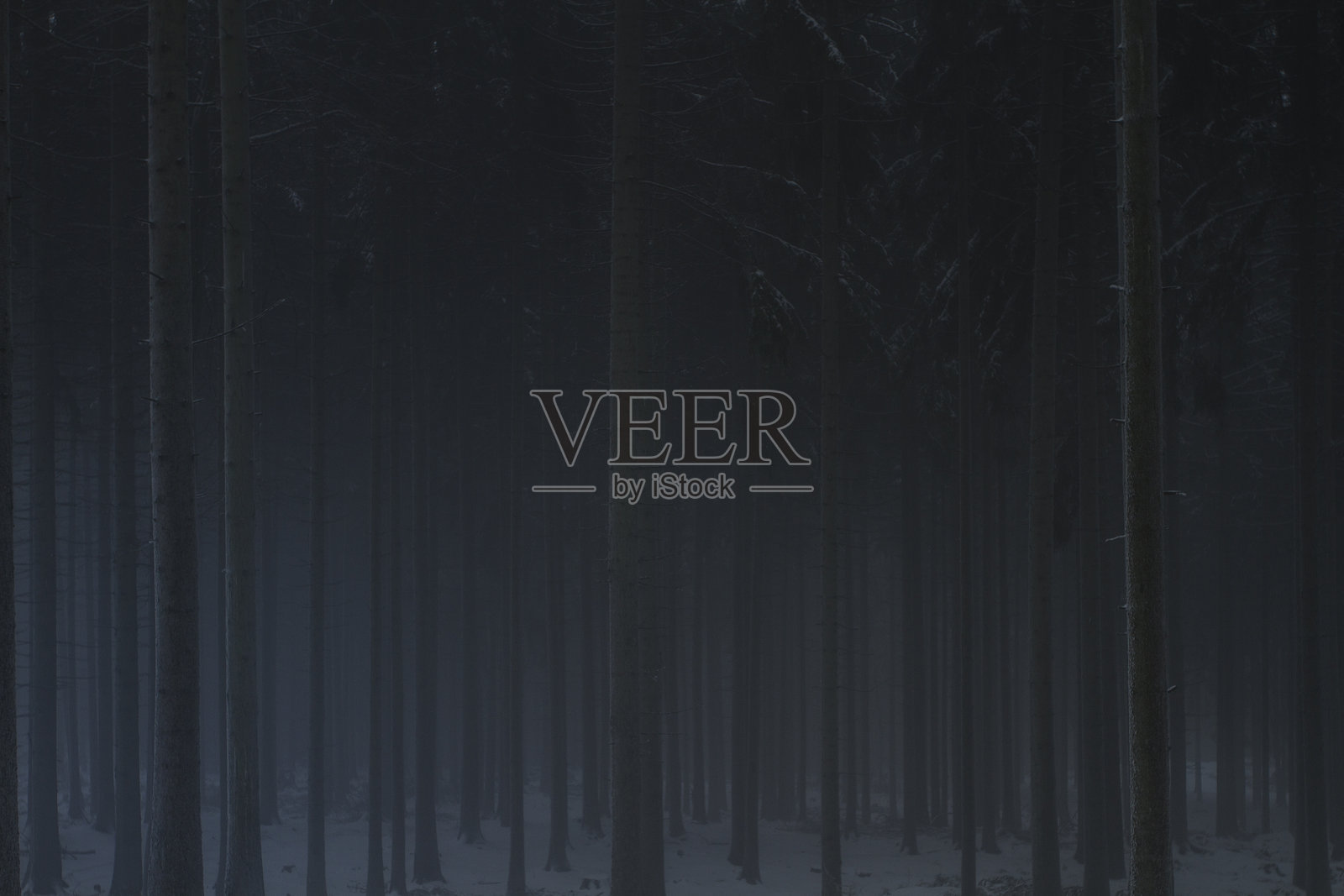 冬季夜晚的森林树木照片摄影图片