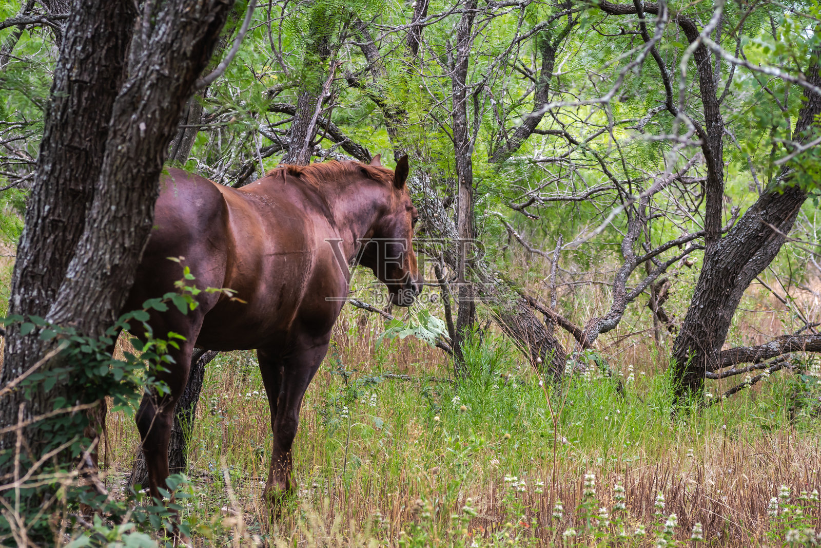 德克萨斯州奥斯汀的夏季花园盛开照片摄影图片
