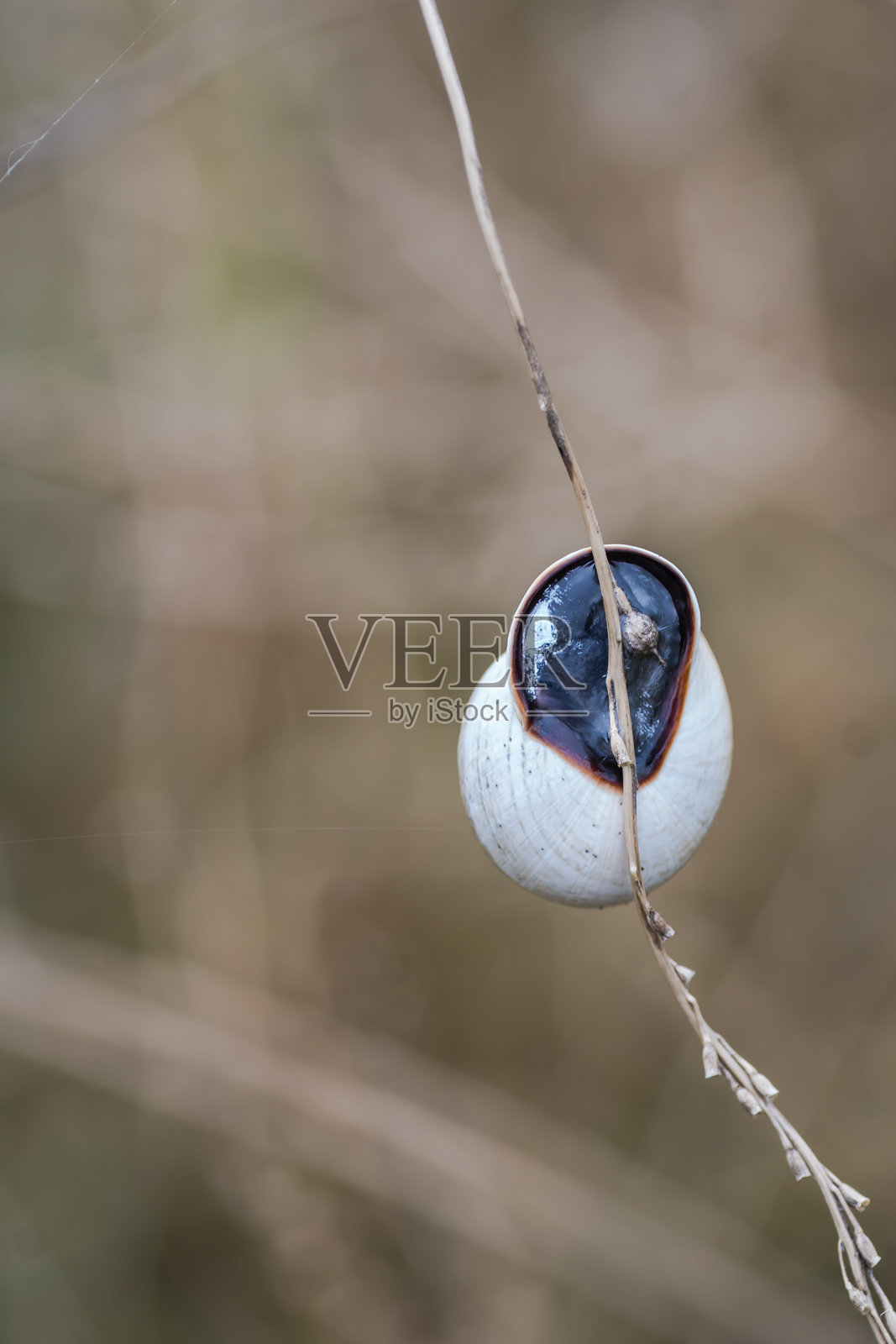 德克萨斯州奥斯汀的夏季花园盛开照片摄影图片