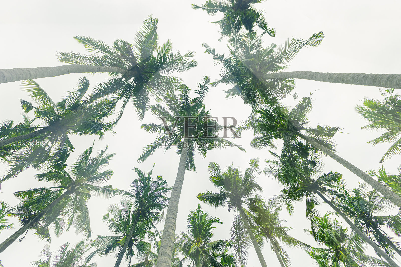 从底部视角看热带棕榈树，椰子树在柔和的天空背景下，夏日氛围，优美的自然气氛景观，阳光明媚。照片摄影图片