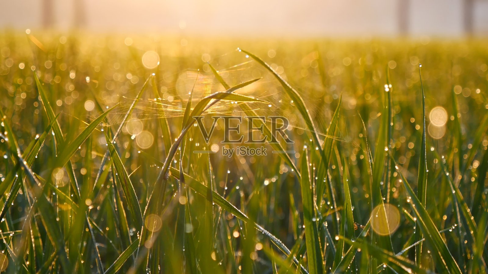 草地日落 美丽的风景，阳光下的草甸。乡村天堂，令人惊叹的草地场景，晨曦中的阳光照耀。日落晨曦的风景，生动的横向景色。照片摄影图片