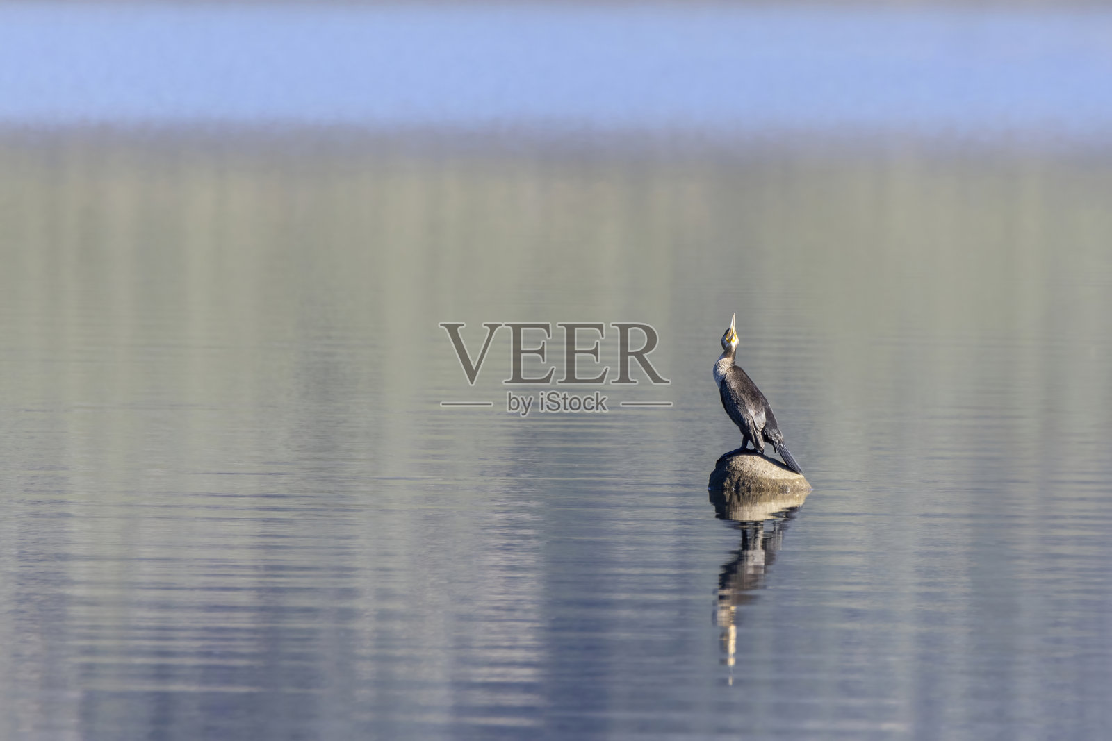 一只大鸬鹚（Phalacrocorax carbo）栖息在岩石上，沐浴在宁静湖边的阳光下。它的倒影在平静的水面上清晰可见，营造出一幅宁静的画面。照片摄影图片