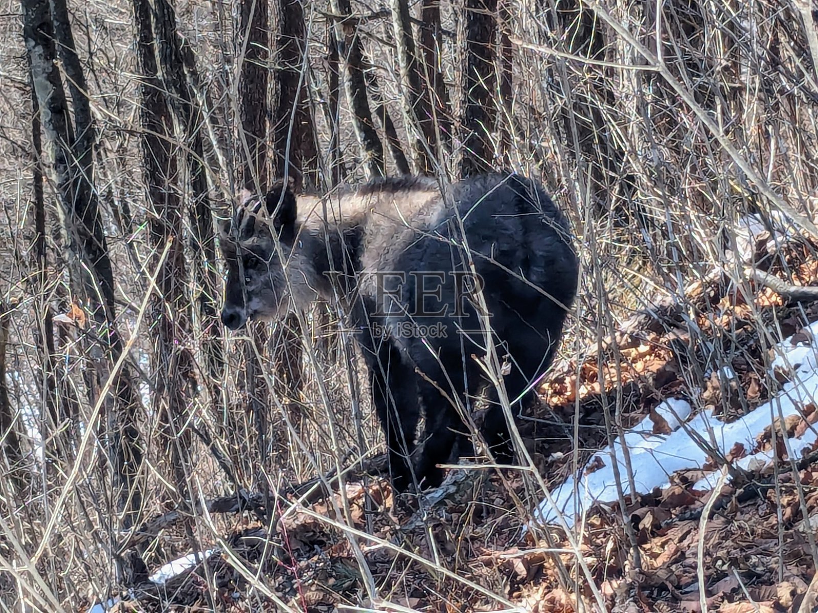 一只日本羚羊在日本群马县高崎市的榛名湖岸边的神子岳附近觅食，时间是三月。照片摄影图片