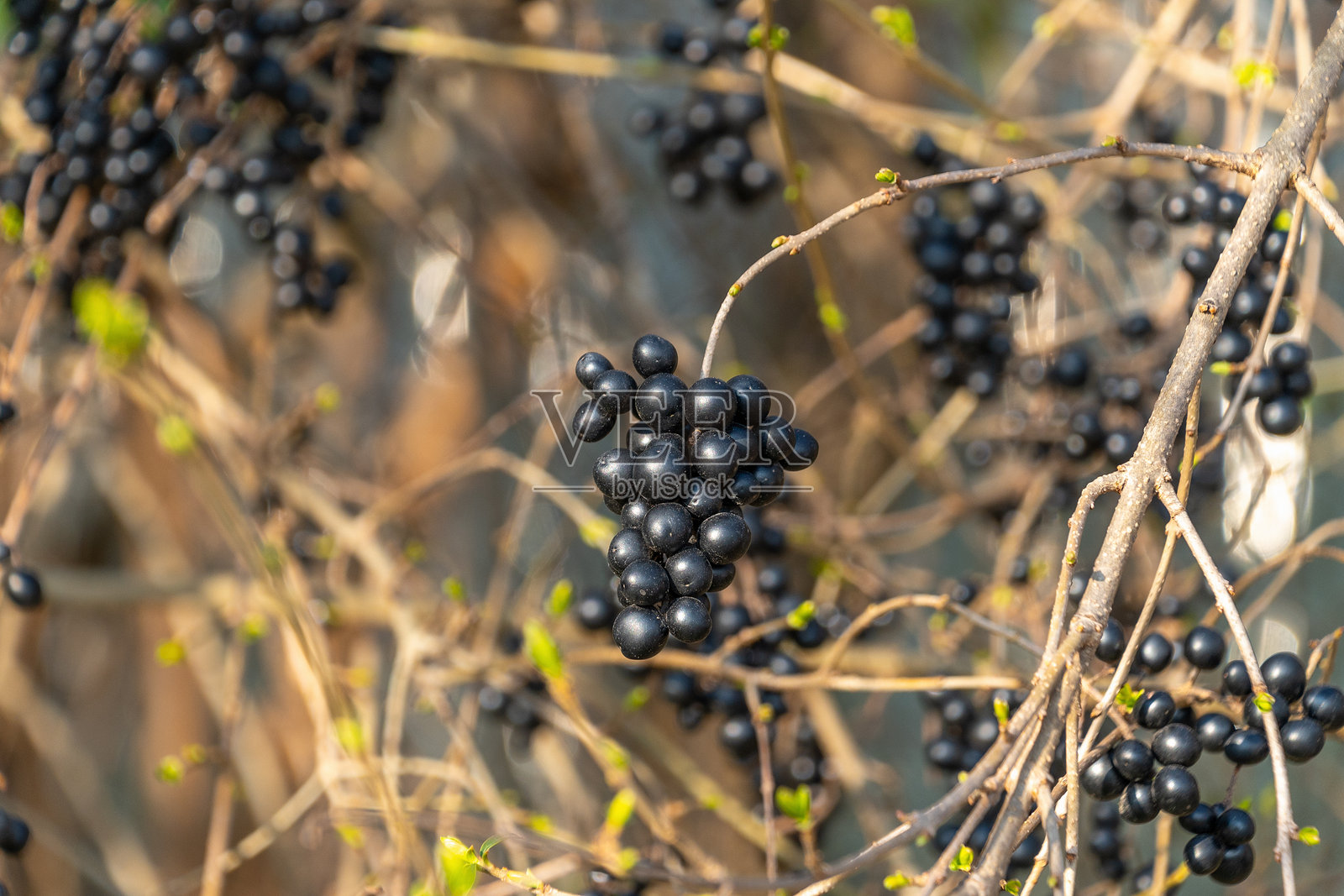黑果女贞。野女贞、普通女贞或欧洲女贞。照片摄影图片