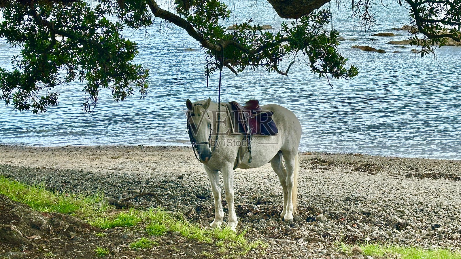 湖边的白马照片摄影图片