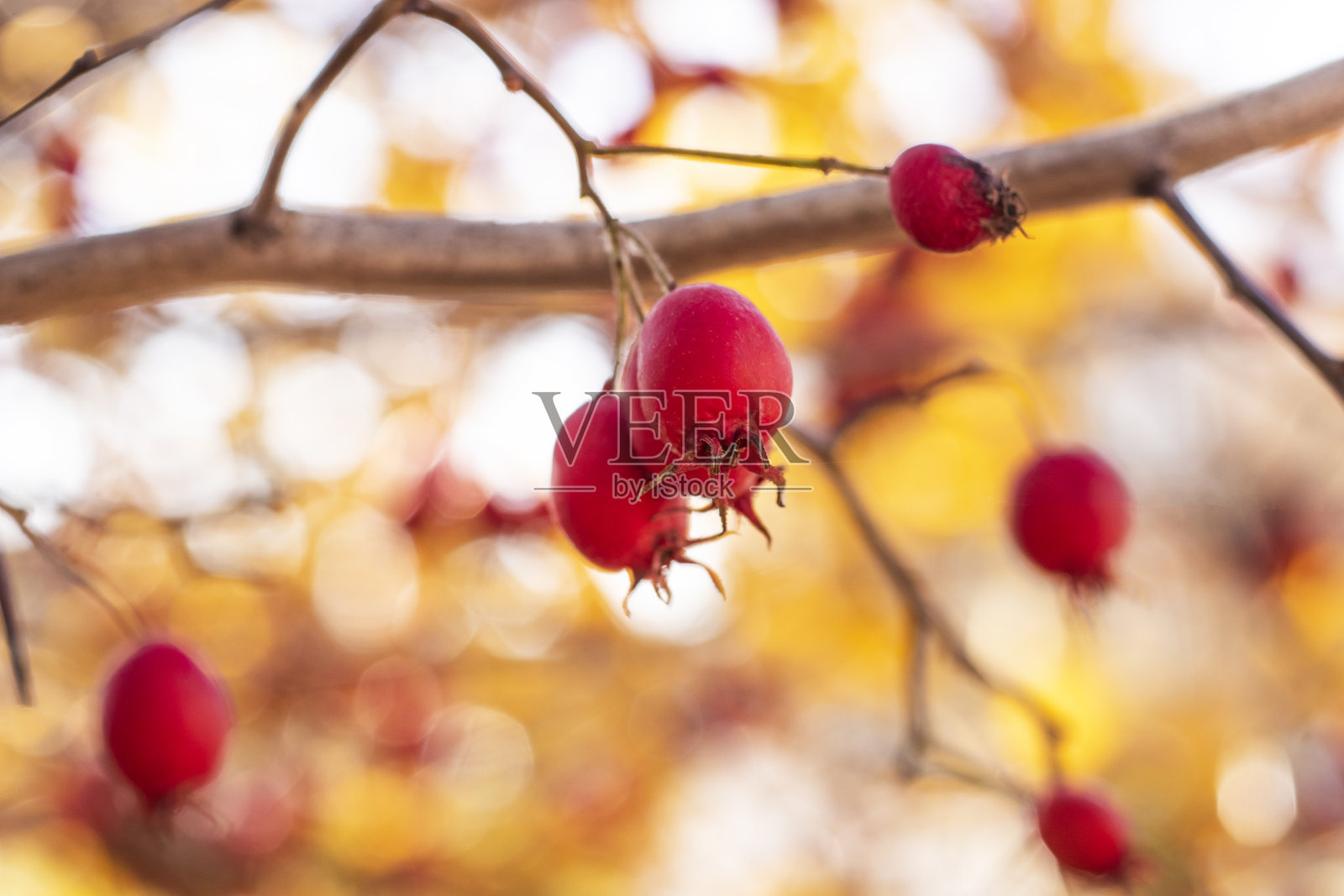 红色山楂果在金色秋季背景下的特写，生动的季节对比照片摄影图片