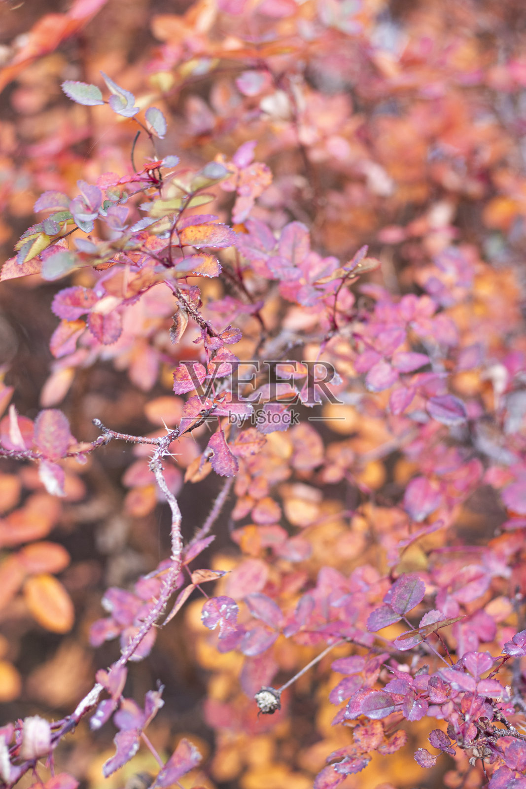 秋季枝条特写，鲜艳的粉色和橙色叶子上覆盖着霜，温暖与寒冷的季节对比照片摄影图片