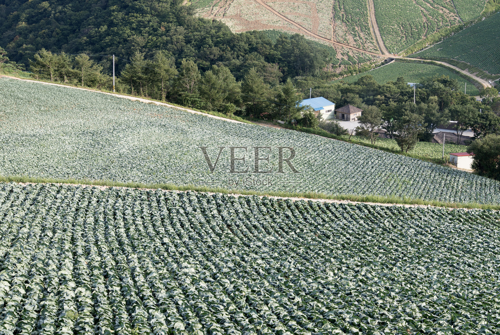山上的泡菜白菜农场照片摄影图片