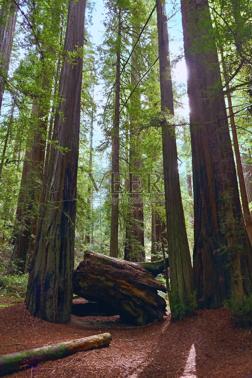 加利福尼亚州红木国家公园的红木树和树干照片摄影图片
