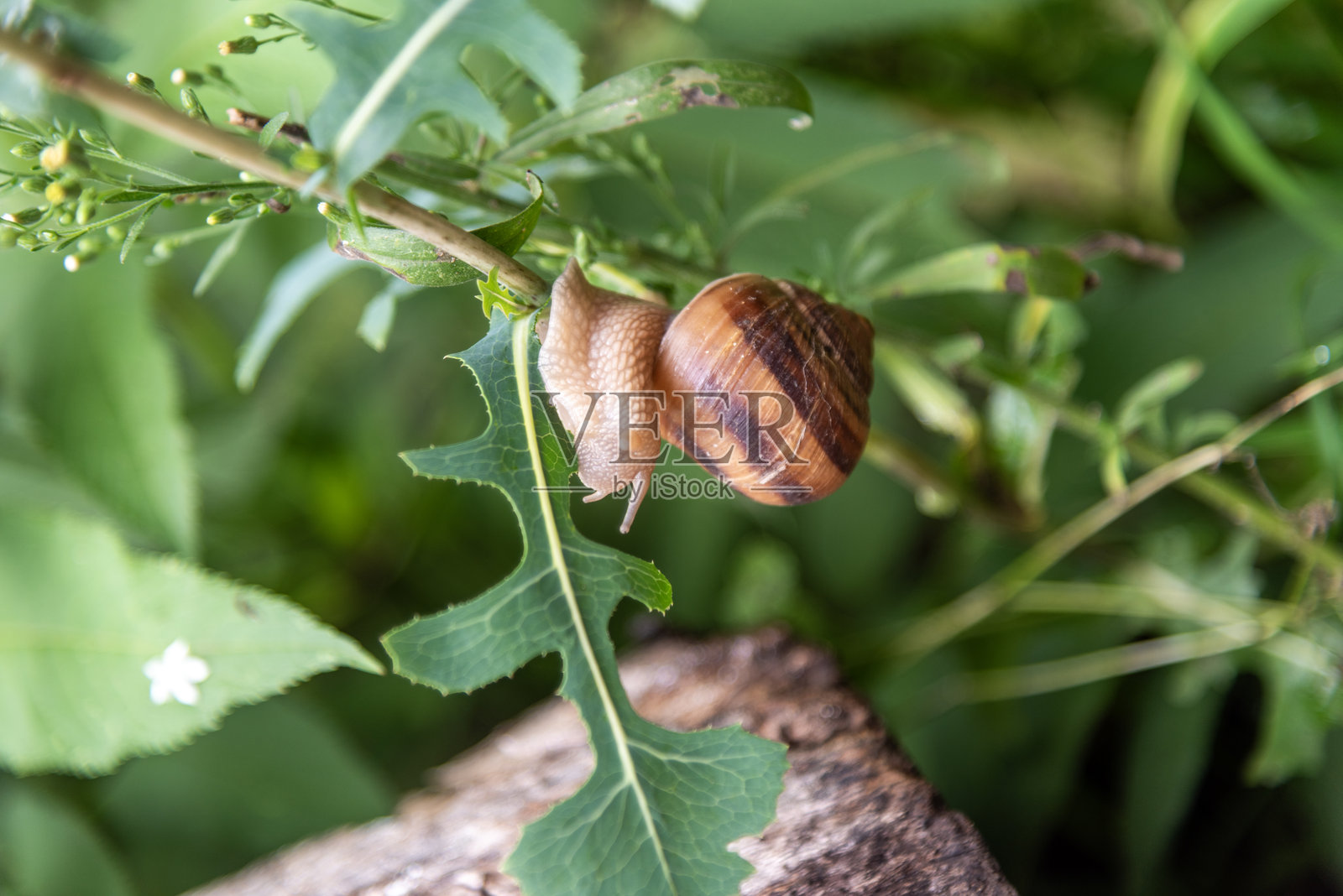 蜗牛在花朵盛开中照片摄影图片
