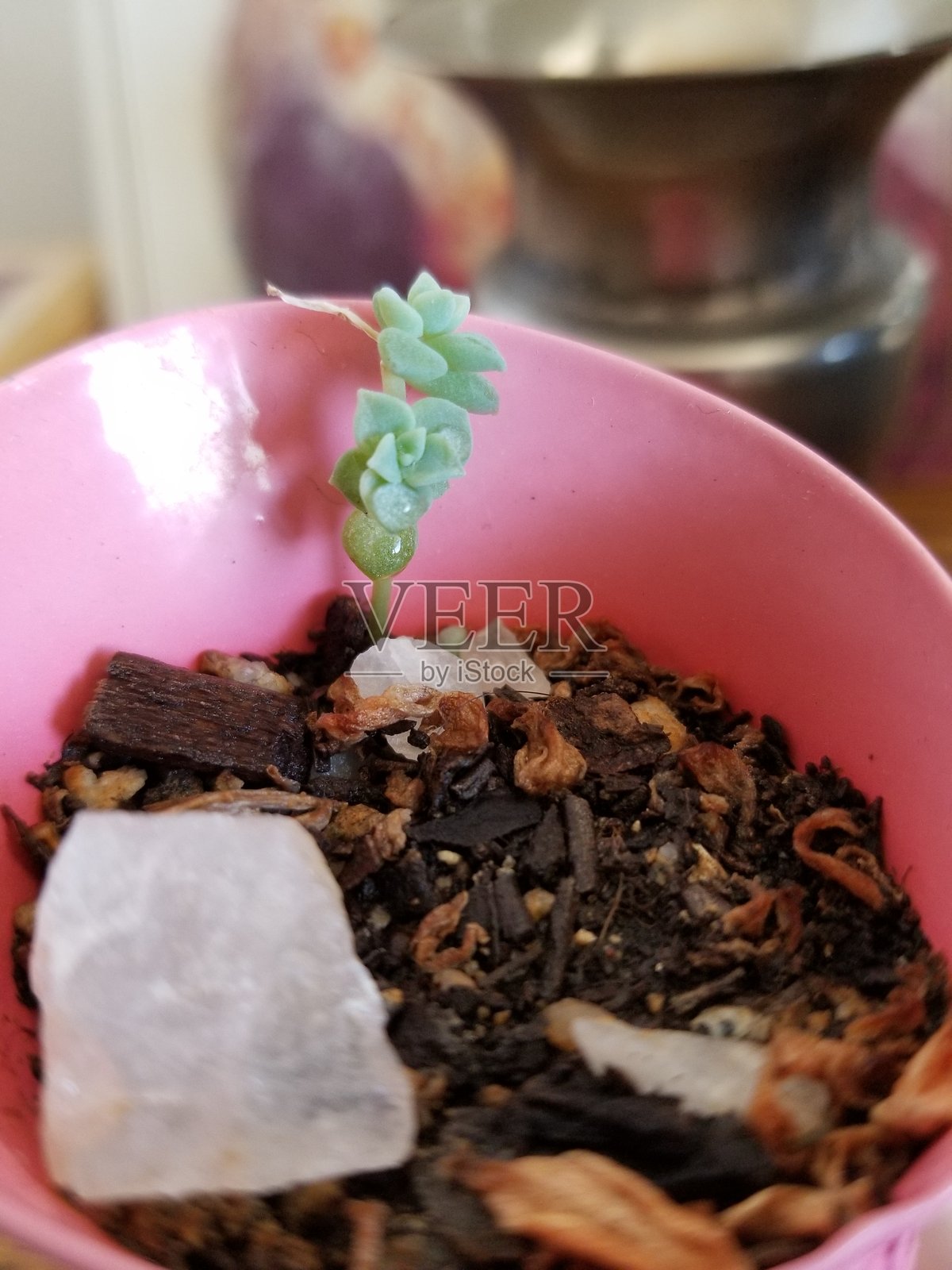 粉色花盆中的小多肉植物照片摄影图片