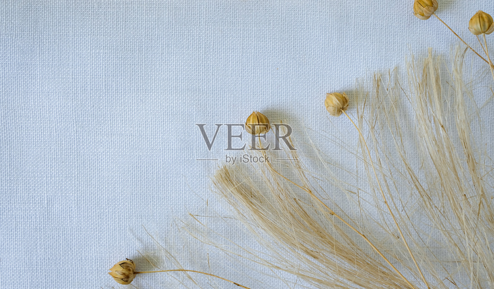 亚麻种子荚和天然亚麻纤维。漂白的白色亚麻布。照片摄影图片