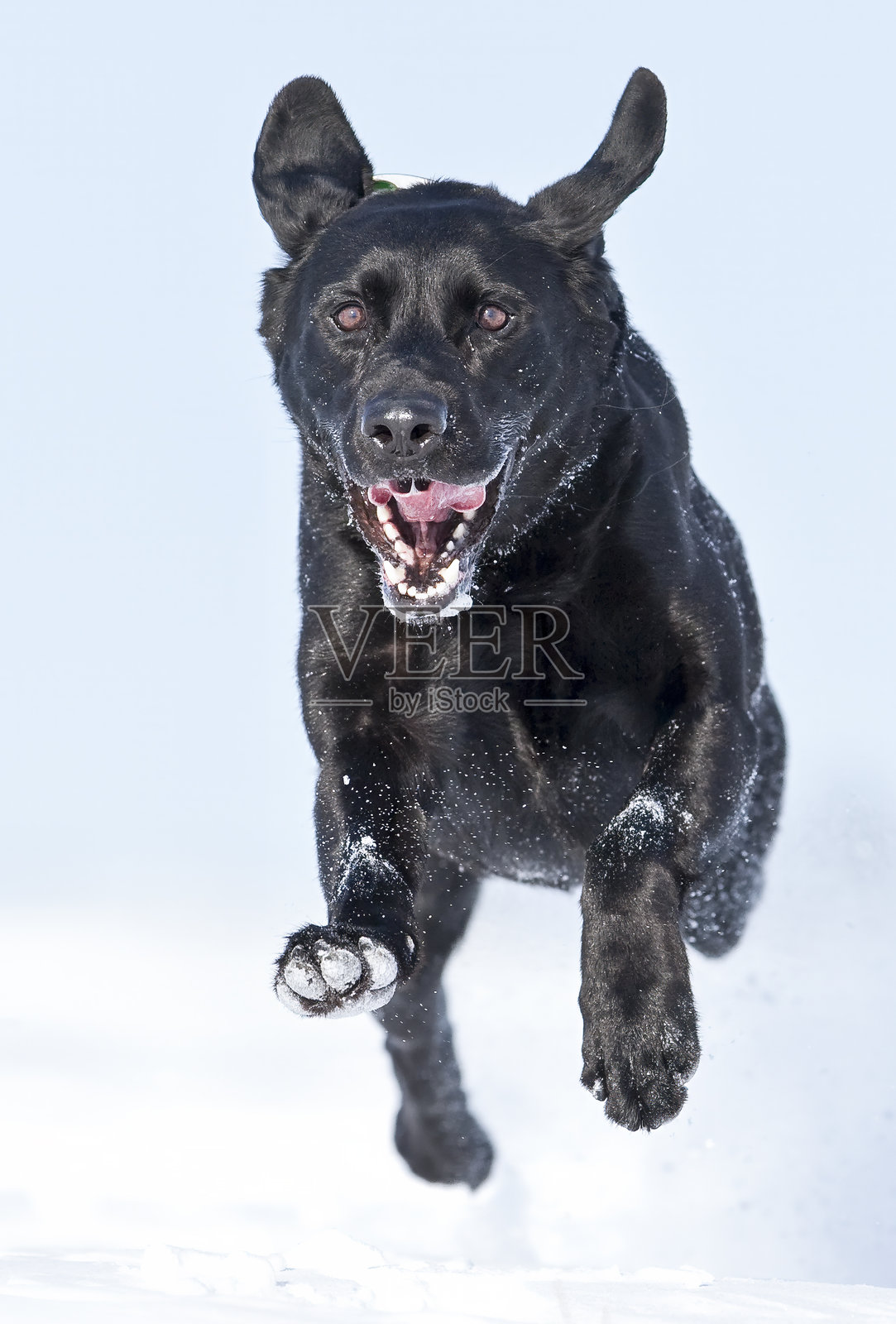 家犬，黑色拉布拉多猎犬，猎犬照片摄影图片
