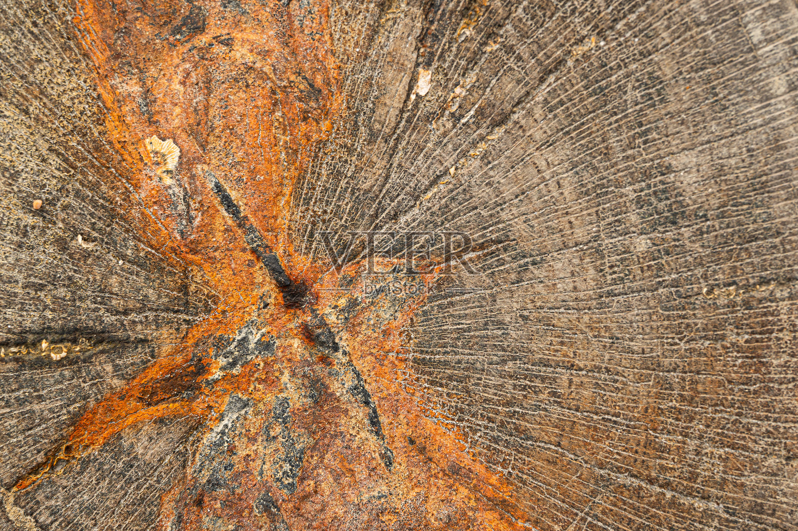 具有乡村图案和自然土色的纹理木材表面照片摄影图片