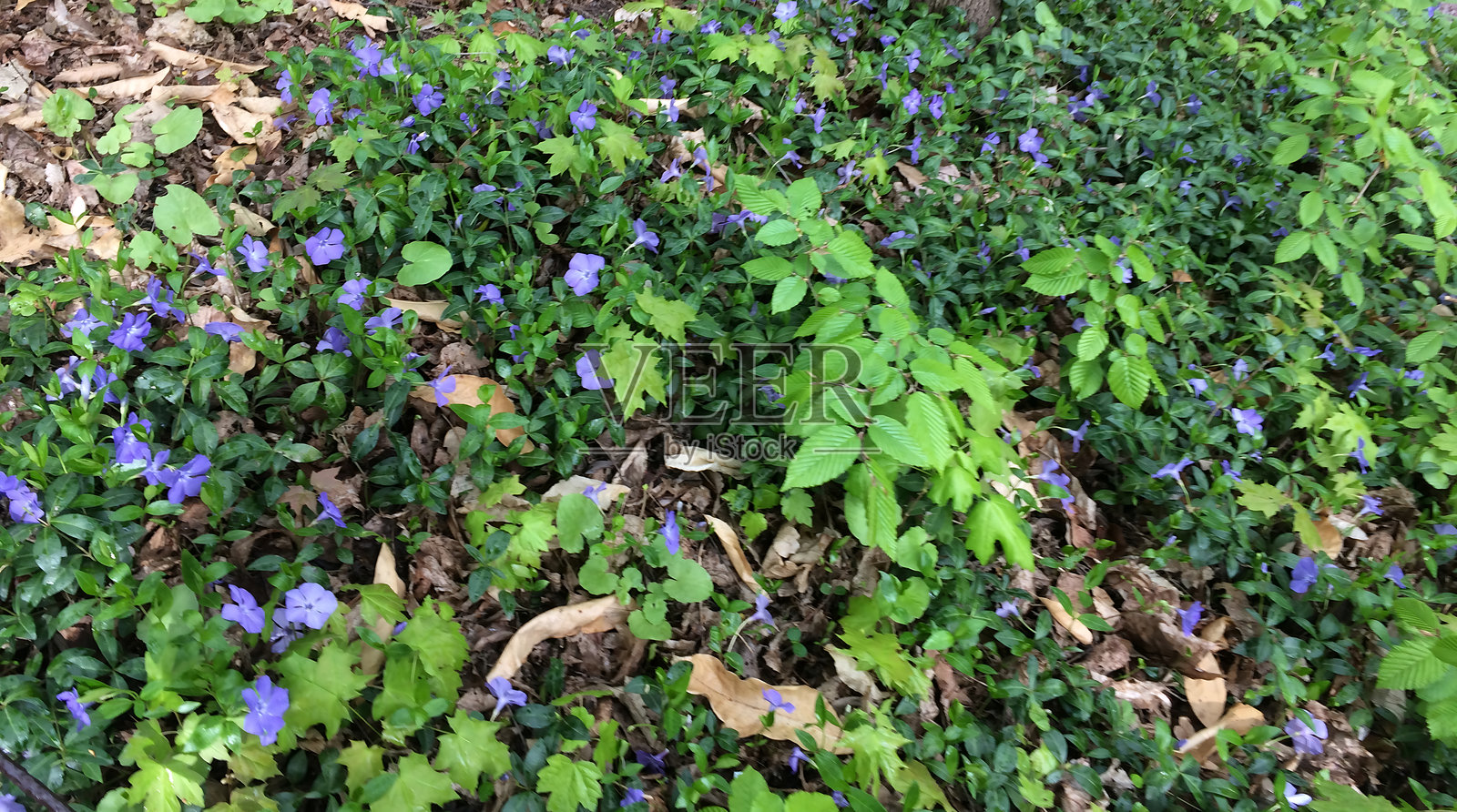 春天的森林中，细腻的紫蓝色长春花在绿草间绽放。照片摄影图片