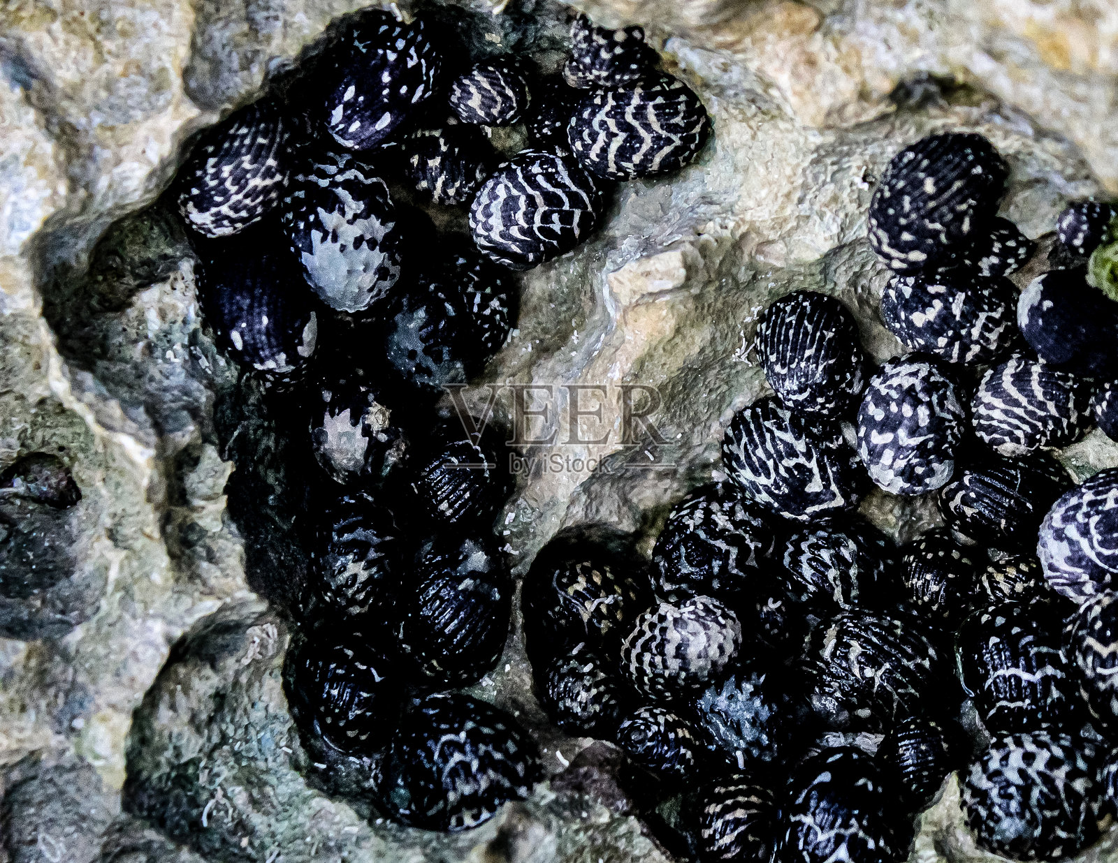 加勒比海岸边一块风化岩石上的黑白相间的尼里特蜗牛（Nerita tessellata）特写。照片摄影图片