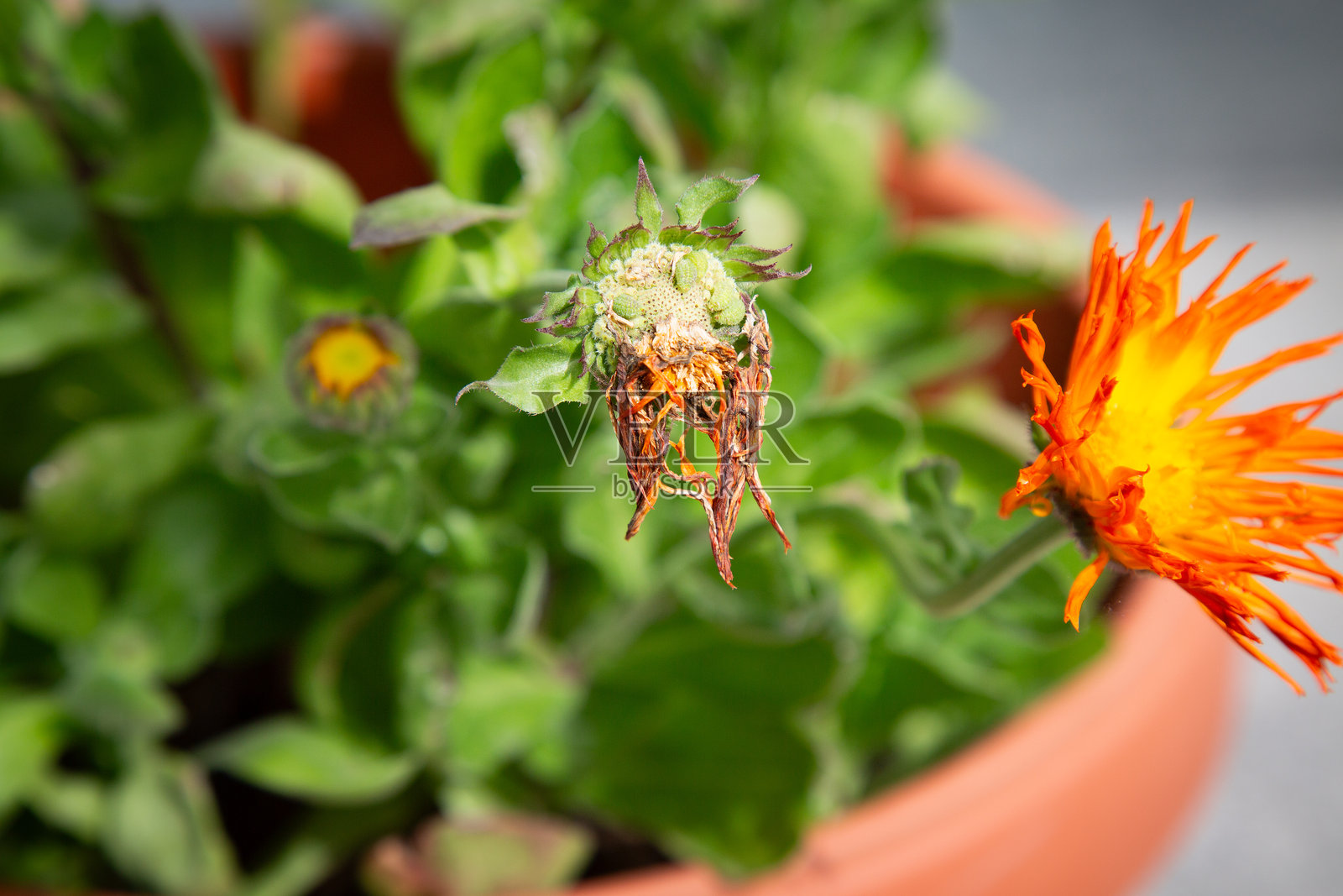 这是一个生动的橙色花朵的特写，种植在花盆中。照片摄影图片